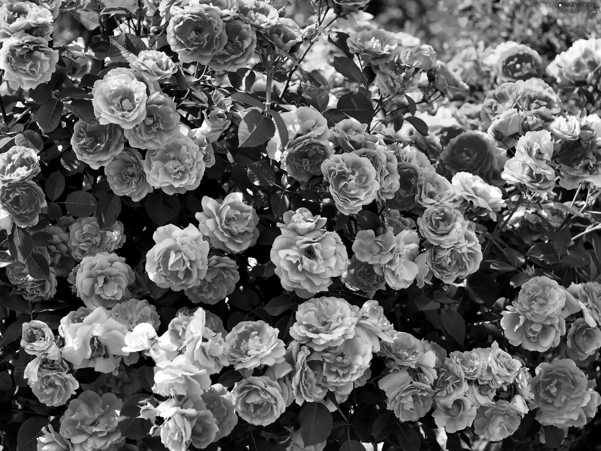 roses, Climbing, Pink