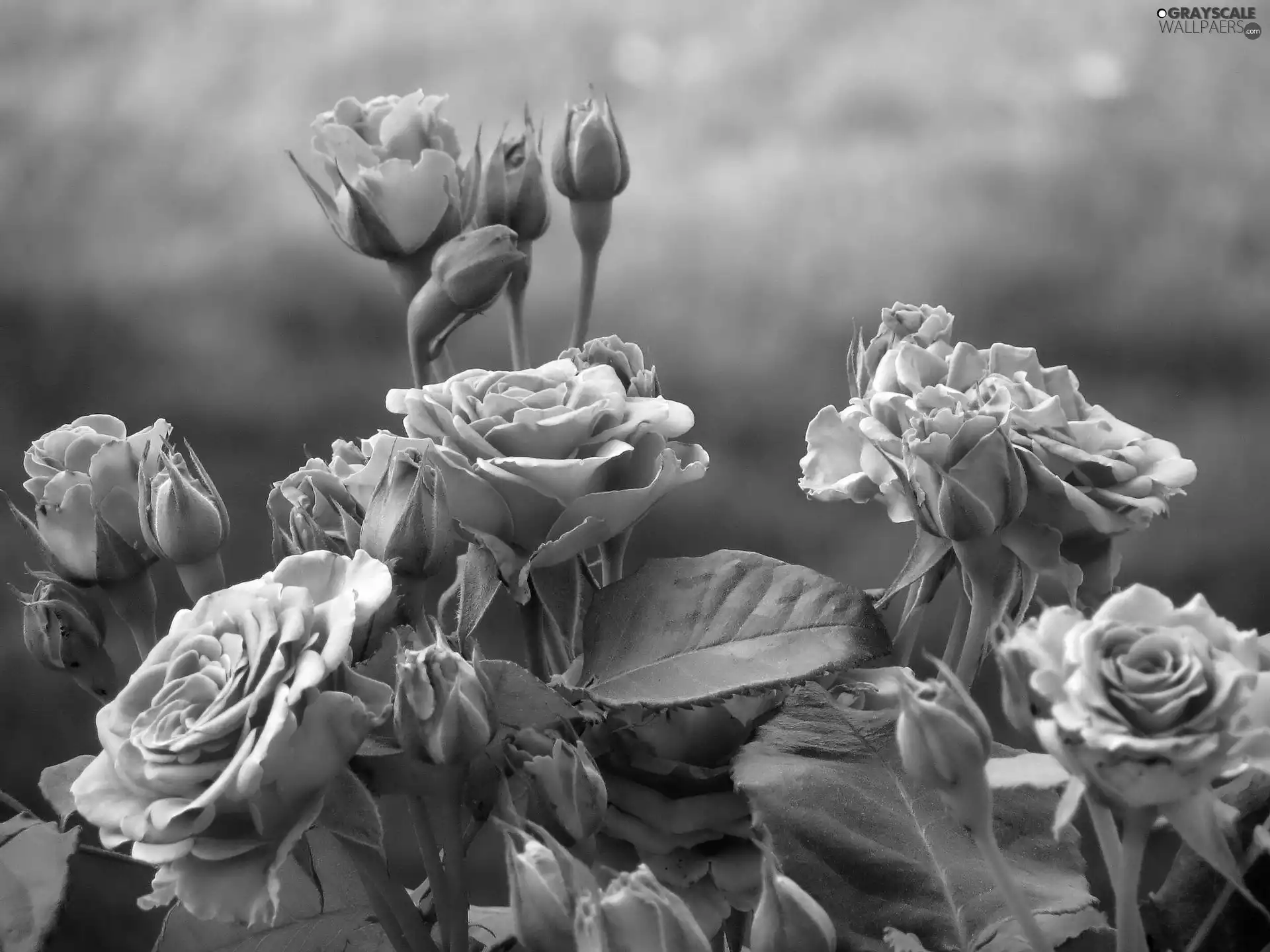 Pink, roses