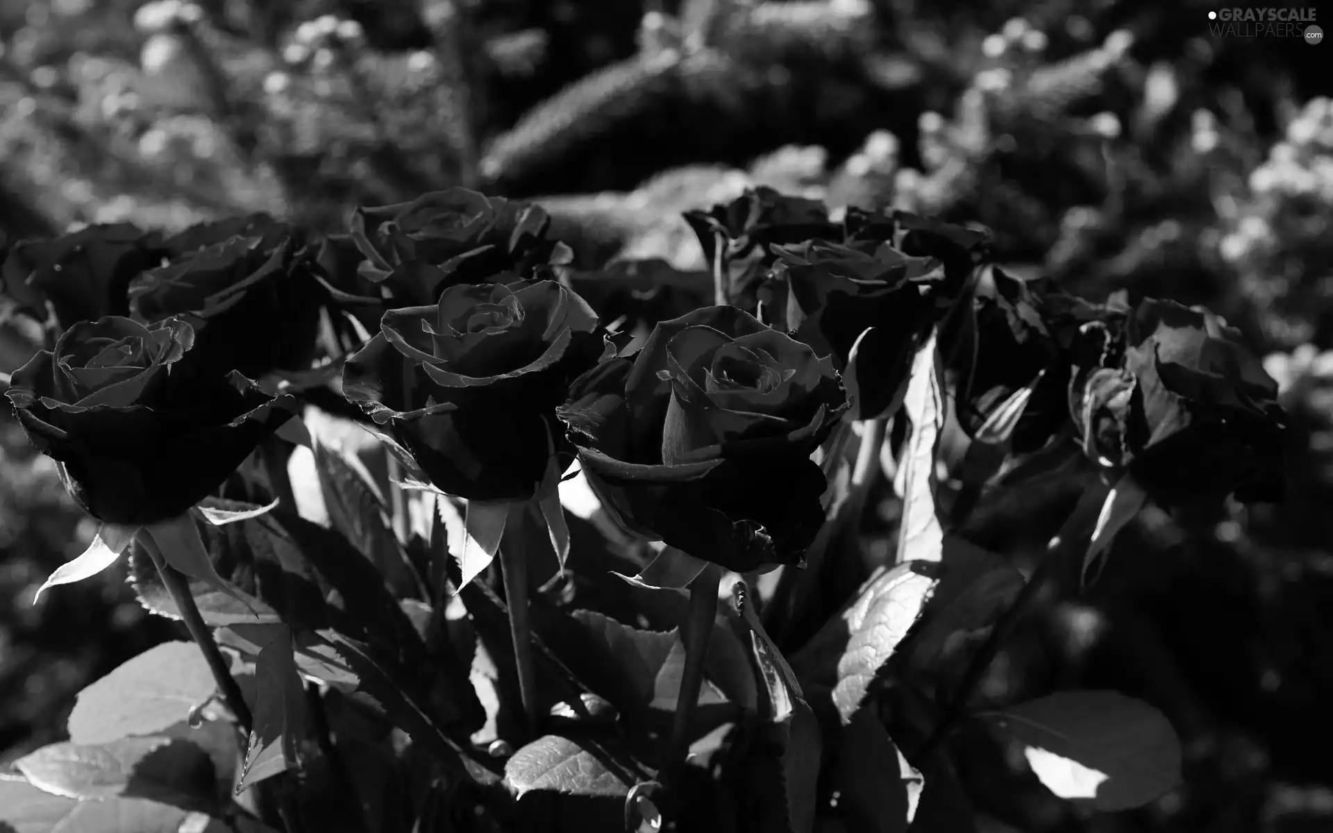 Red, roses