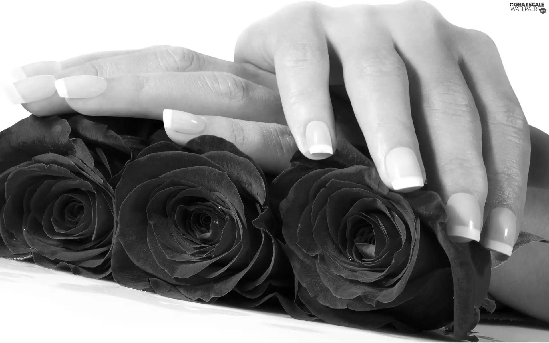 roses, hands, Red