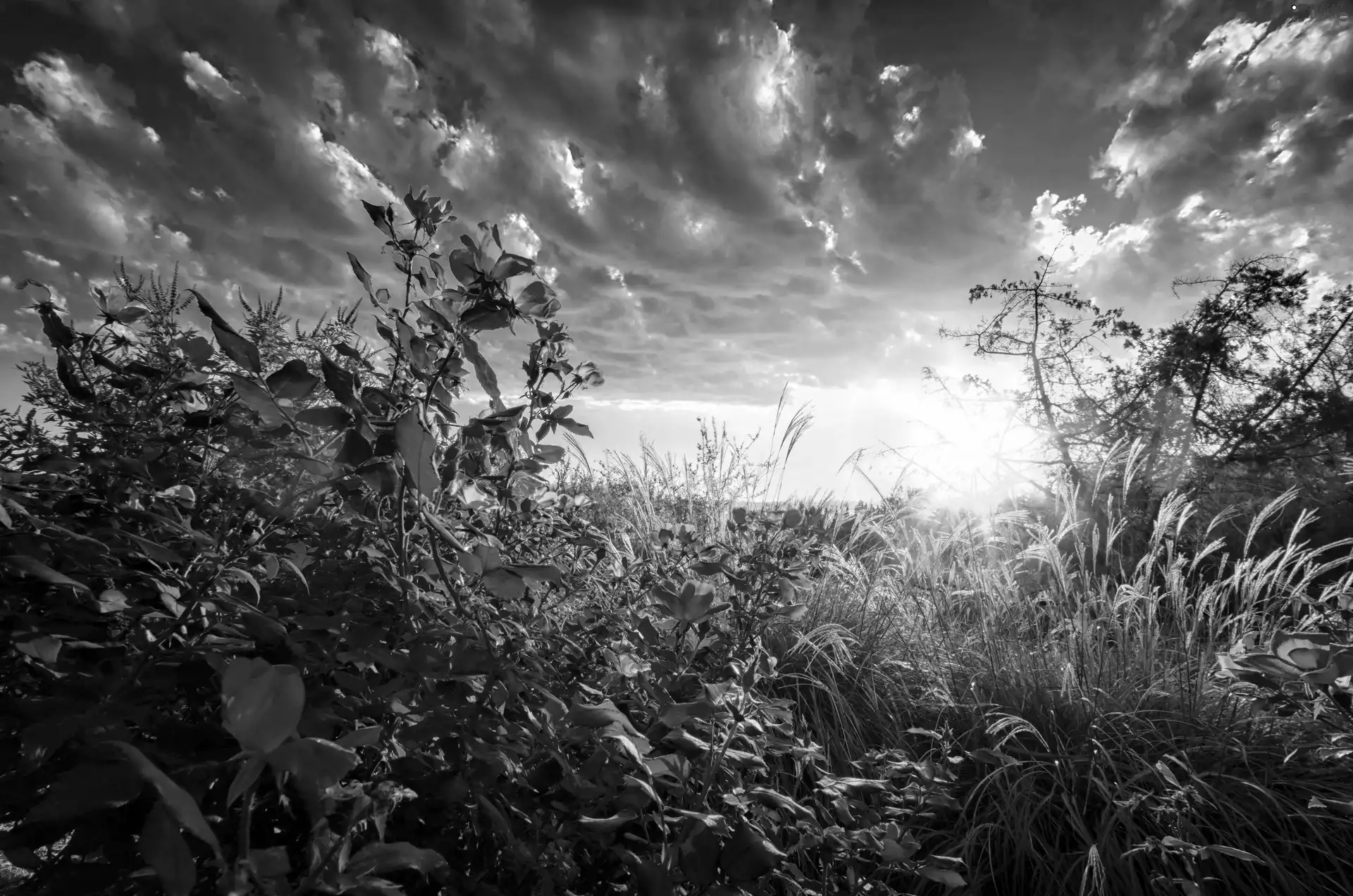 Sky, Sunrise, roses, clouds