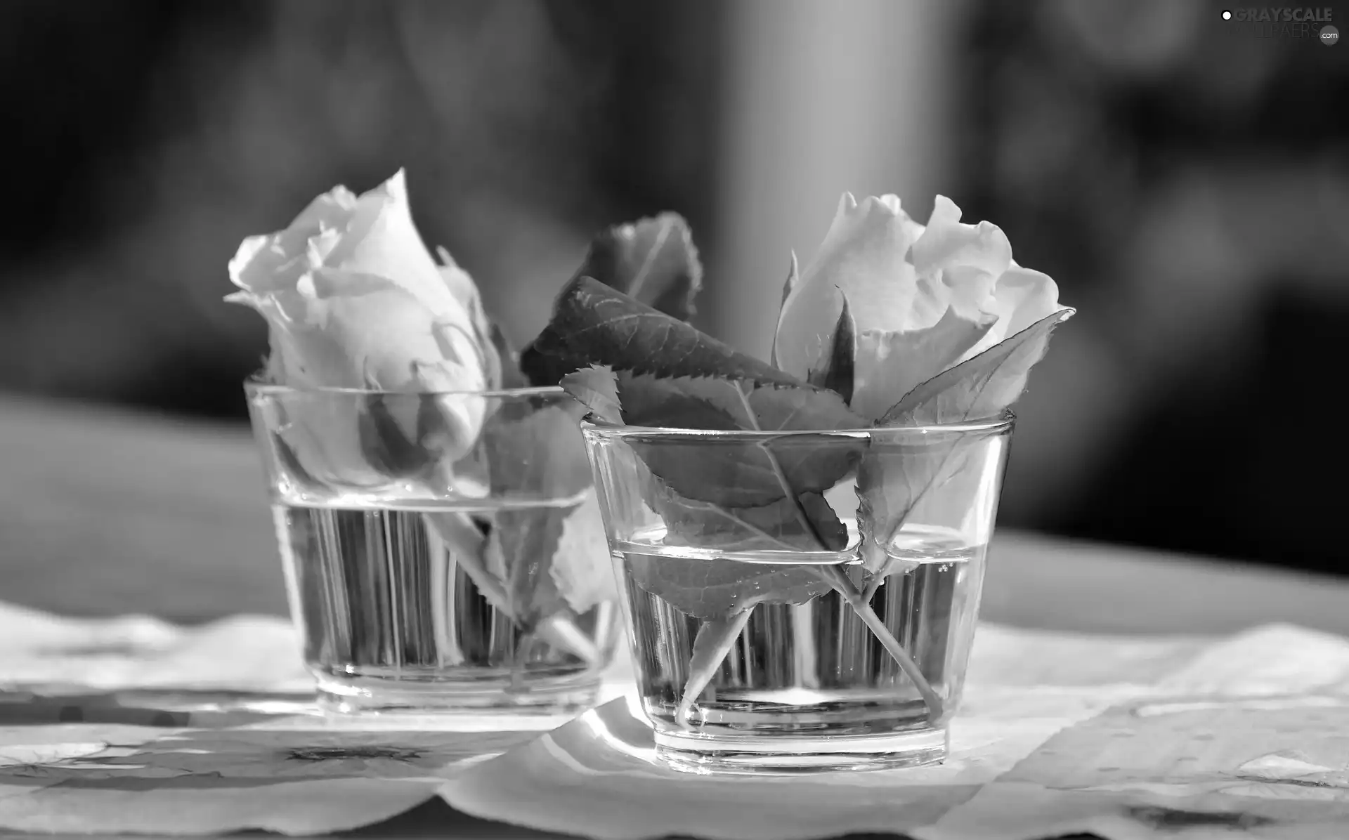 Two, Yellow, roses, Glass