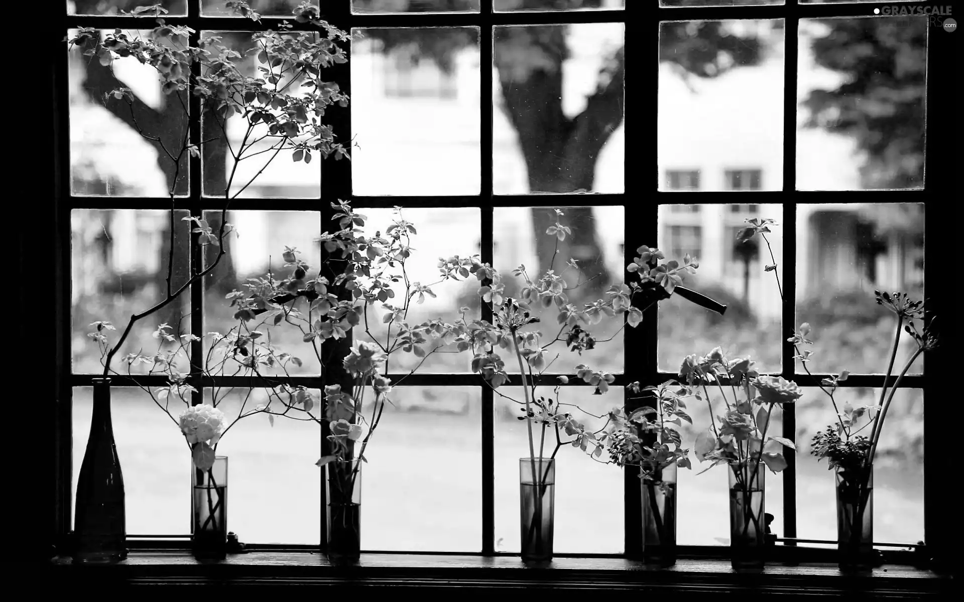 roses, View, vases, Plants, Window