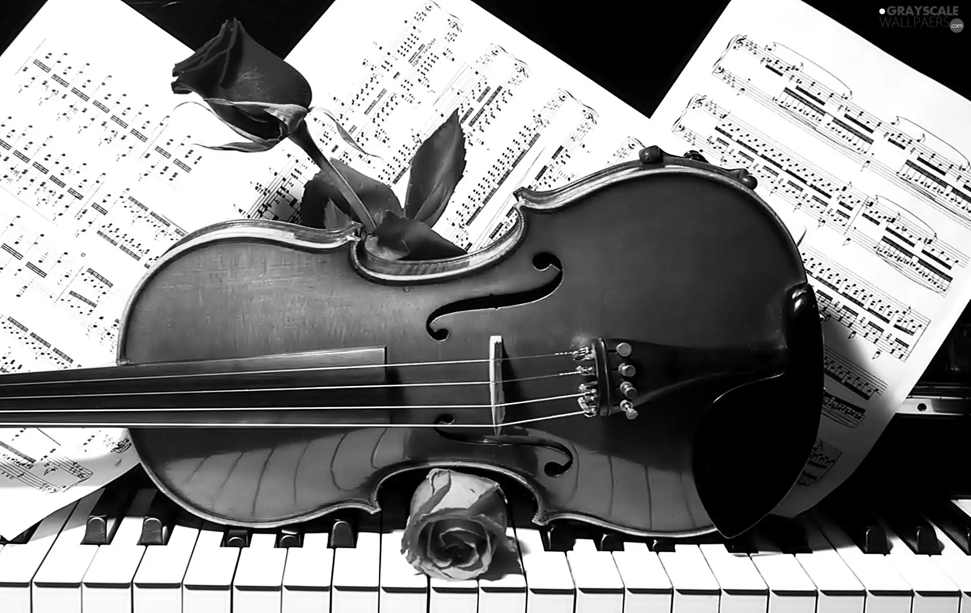violin, Tunes, roses, Piano