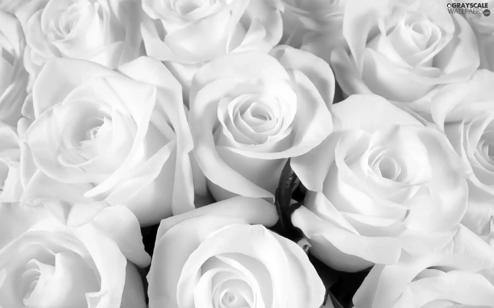roses, Flowers, White