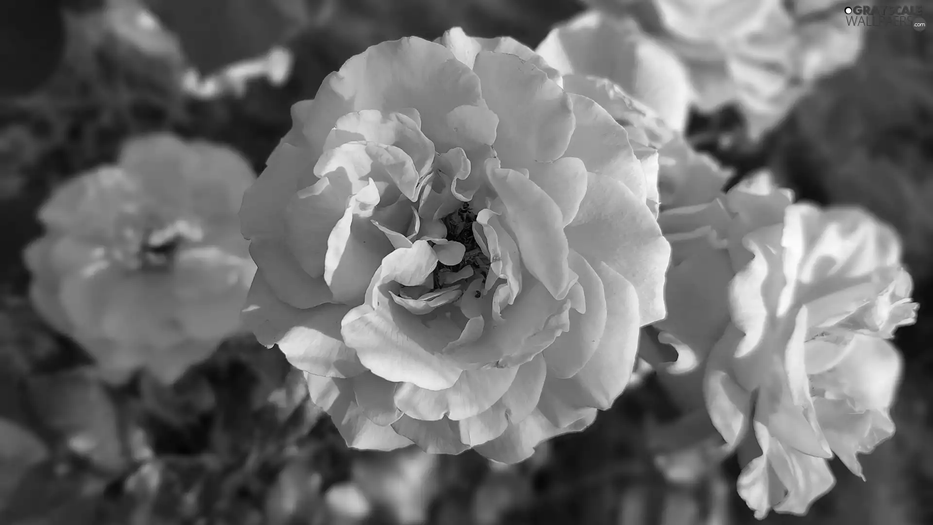 Yellow, developed, rose, roses