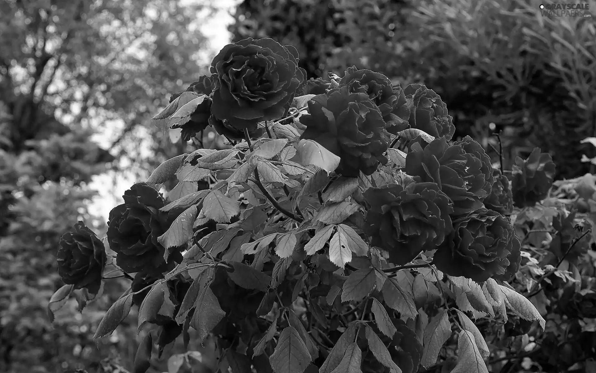 flower, trees, rosy, blur, Bush, viewes