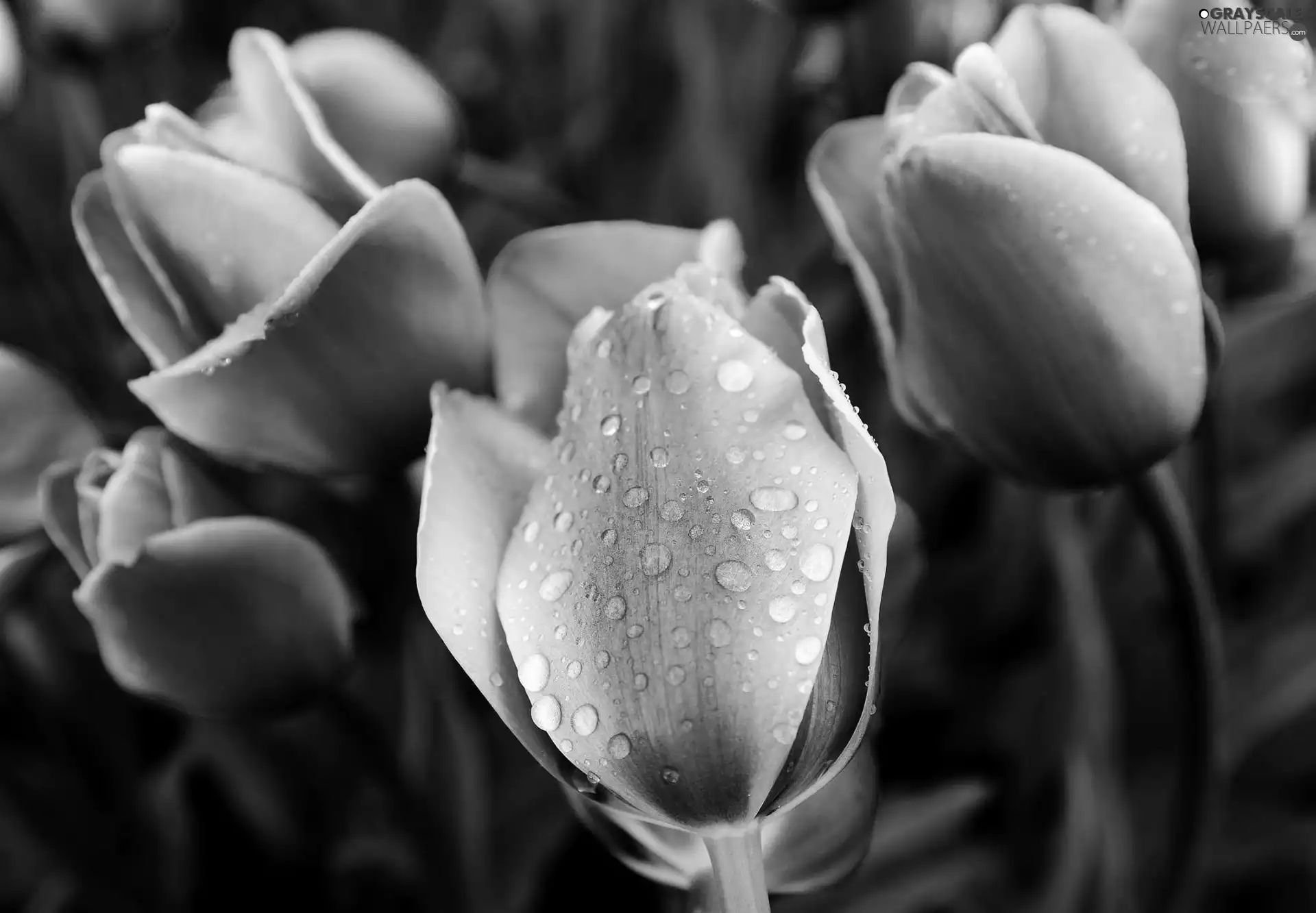 color, drops, Rosy, Tulips