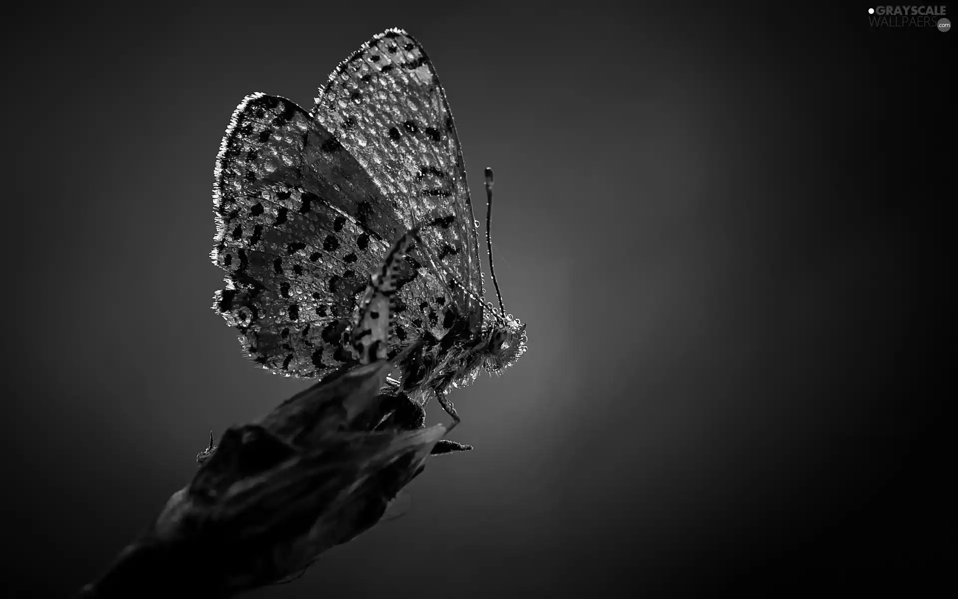 Rosy, butterfly, drops