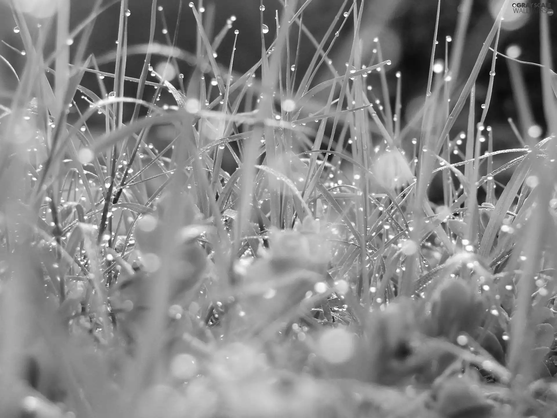 Rosy, grass, drops