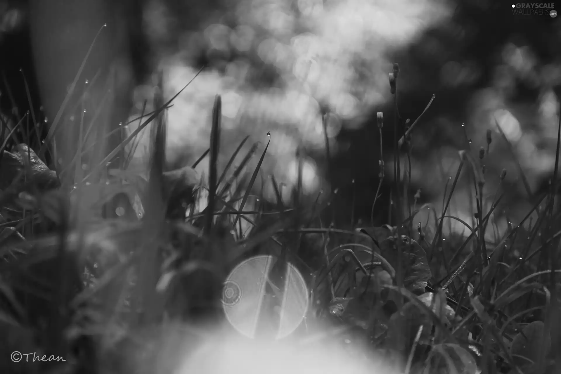 Rosy, grass, drops