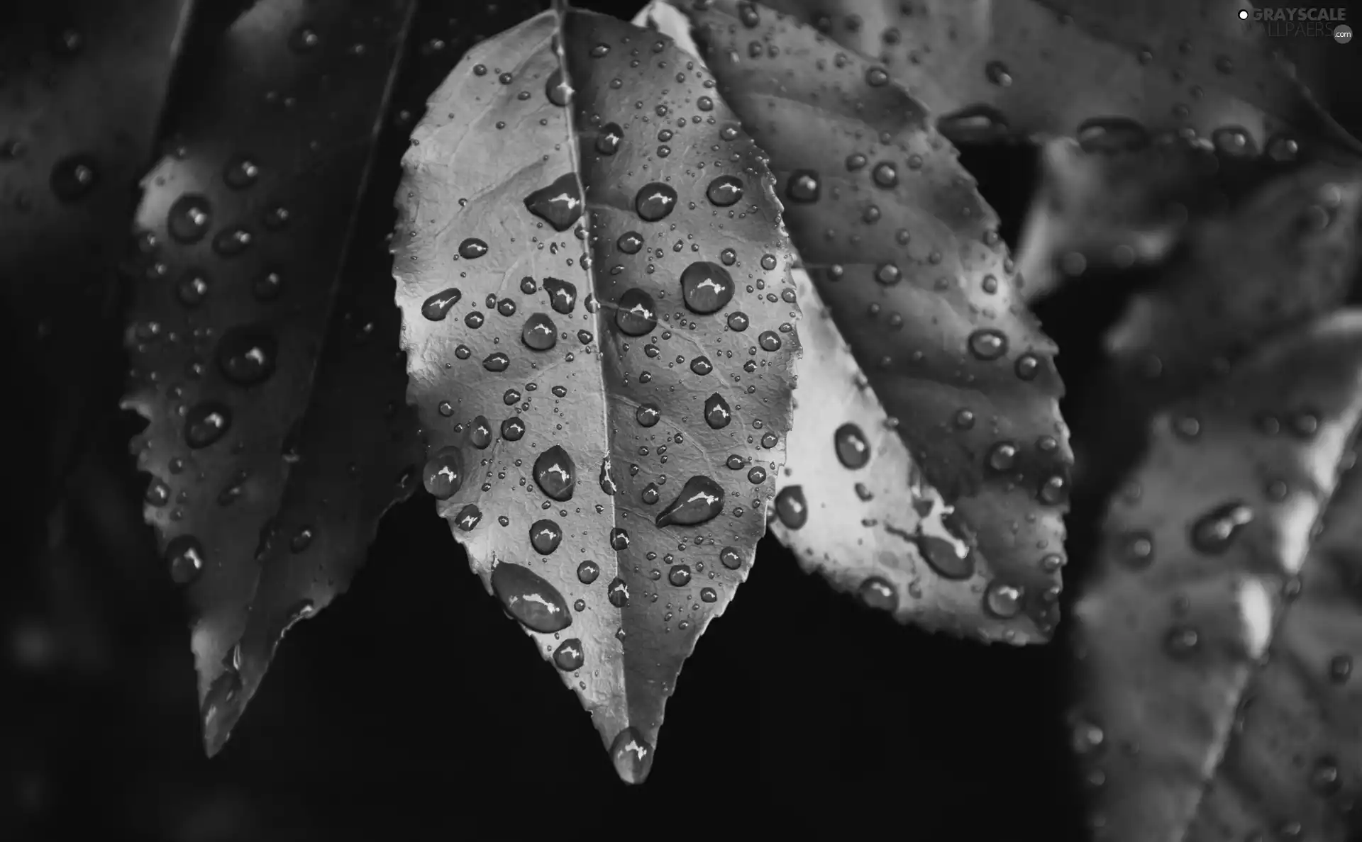 Rosy, Leaf, drops