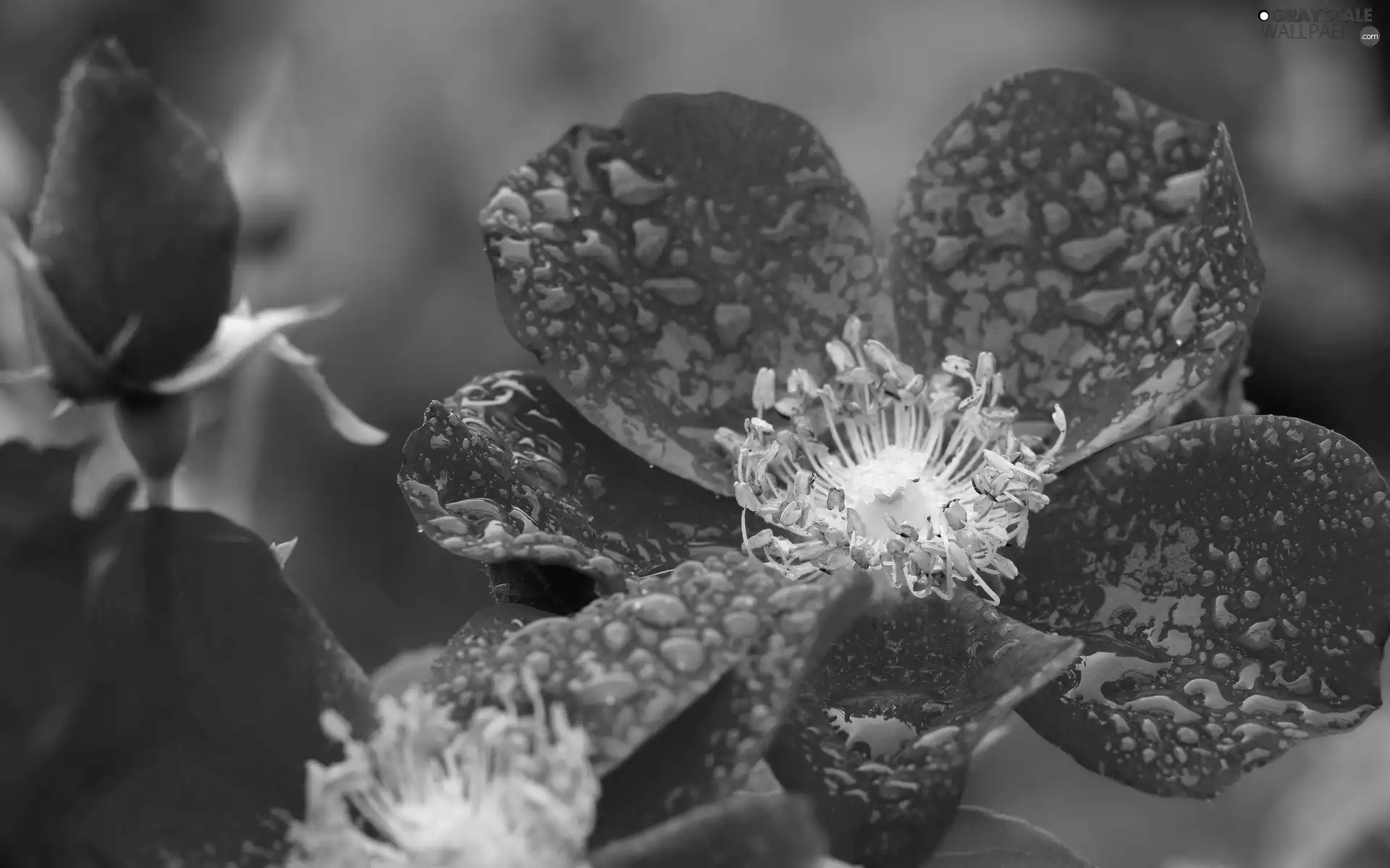 Rosy, rose, drops