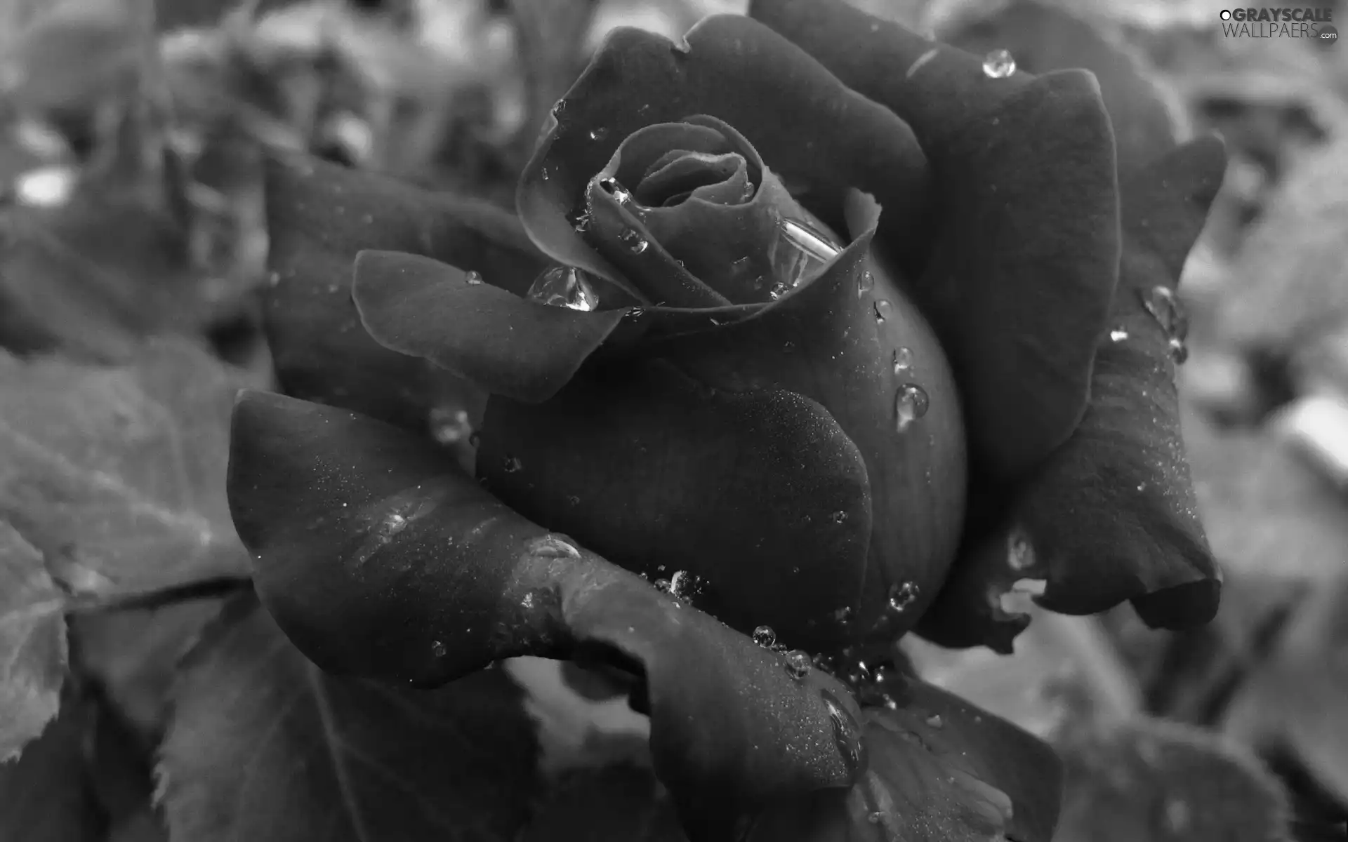 Rosy, rose, drops