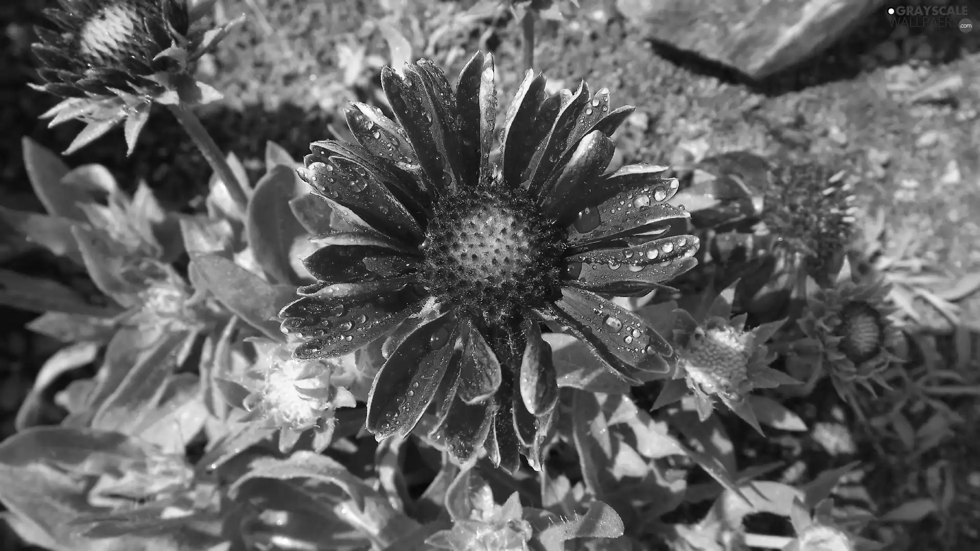 Colourfull Flowers, drops, Rosy, gaillardia aristata
