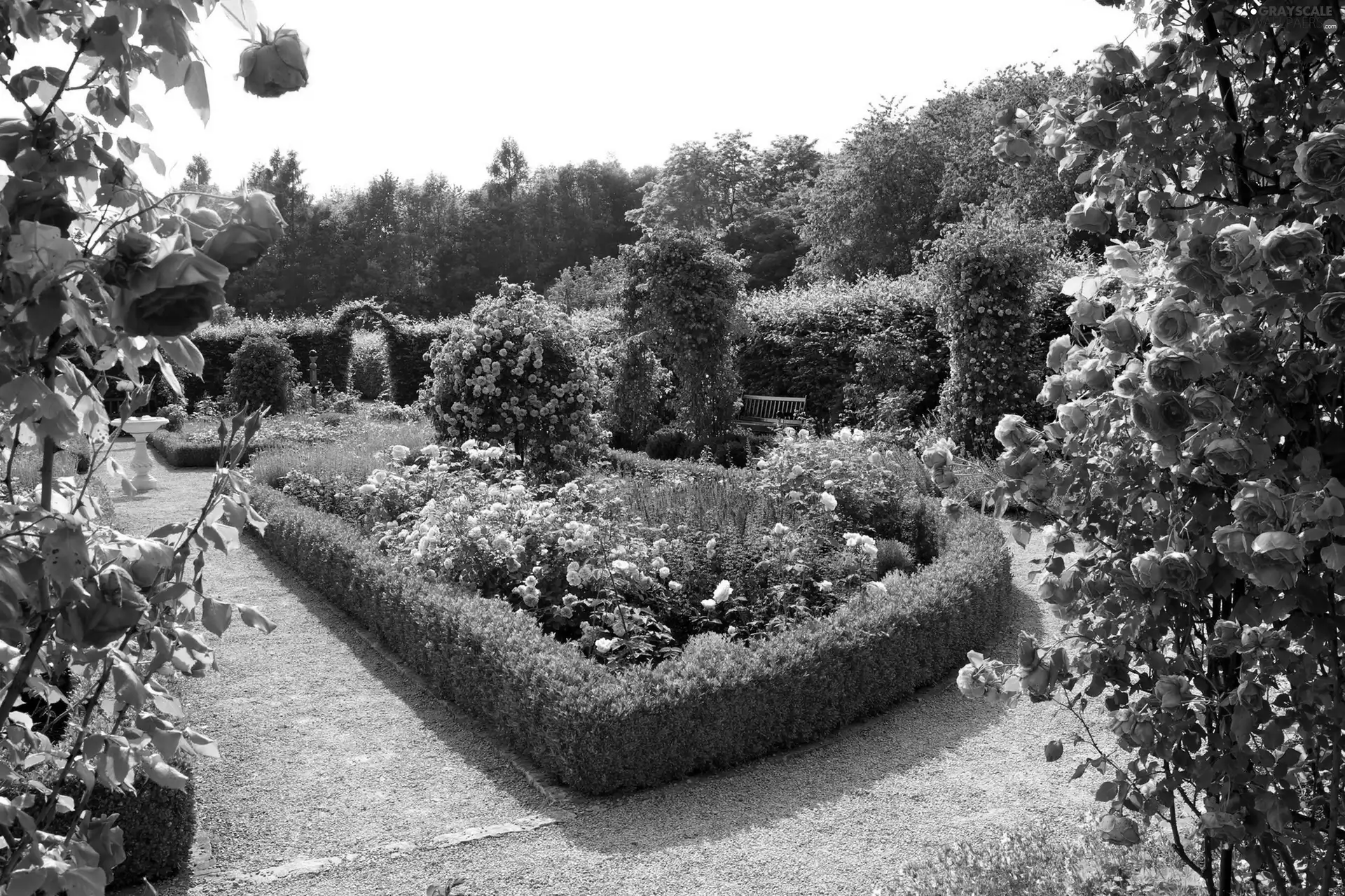 rosy, Beatyfull, Garden