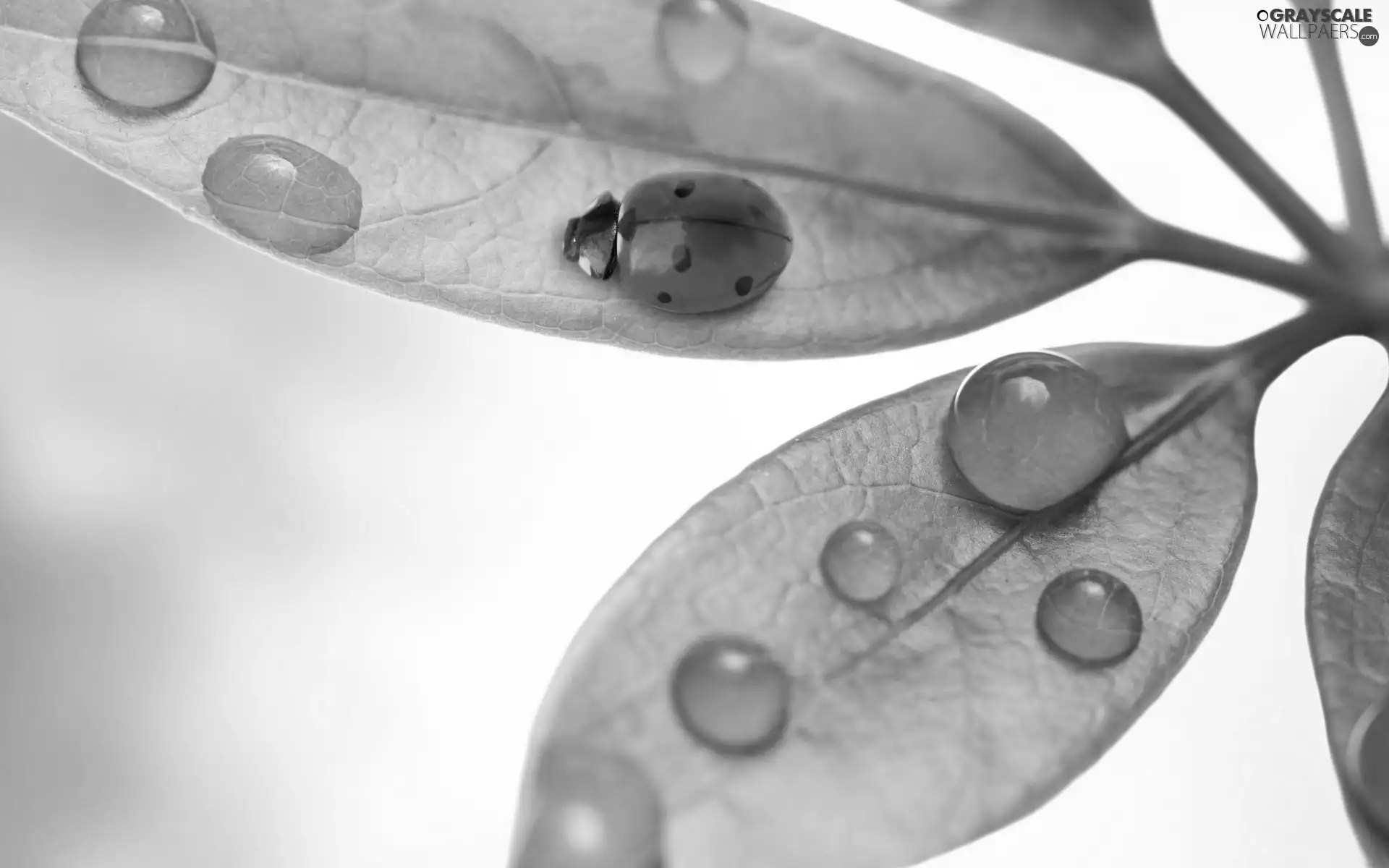 Rosy, ladybird, leaf, drops, Green