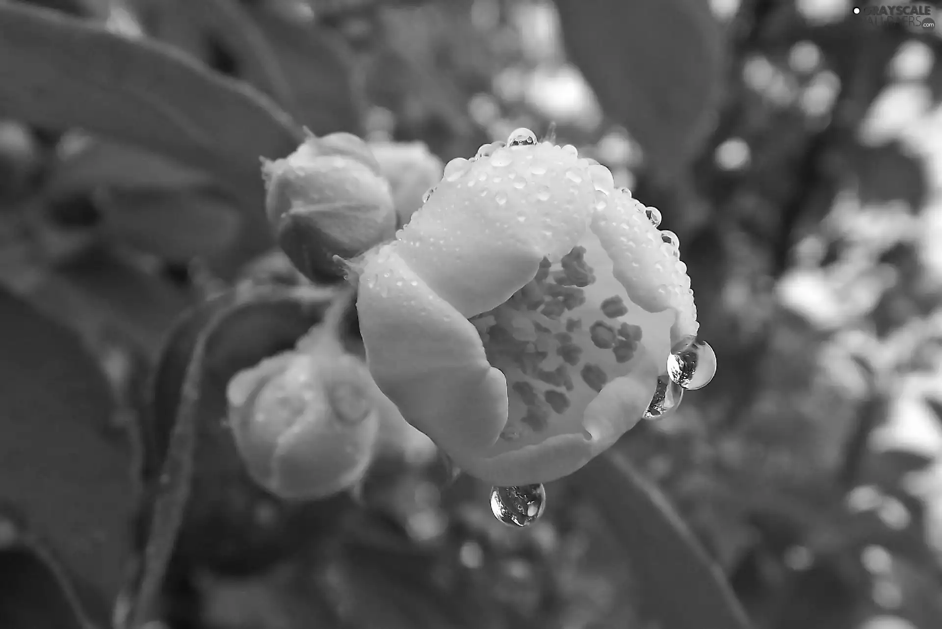 Rosy, Leaf, jasmine, drops, Colourfull Flowers