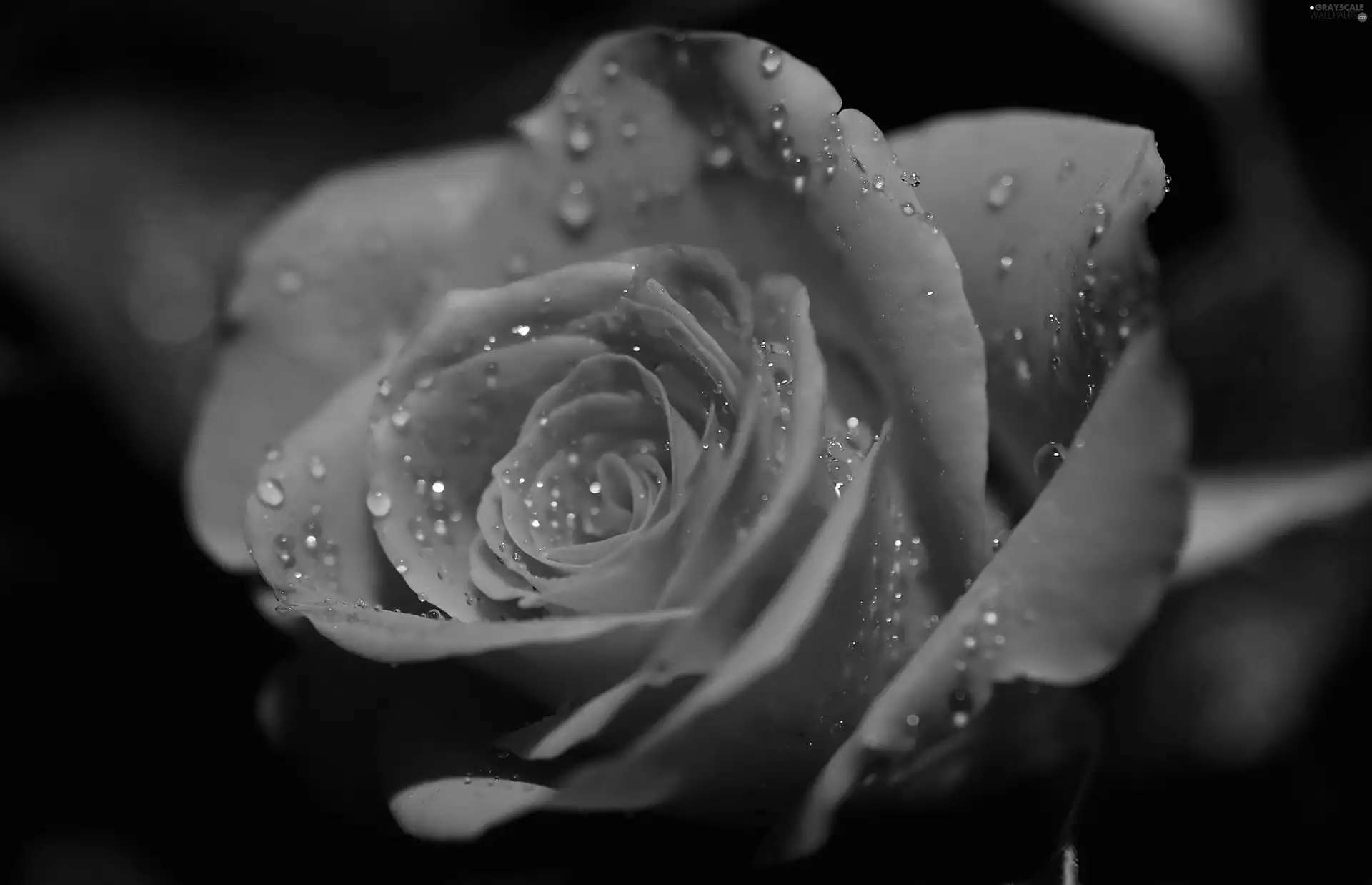Orange, drops, Rosy, rose