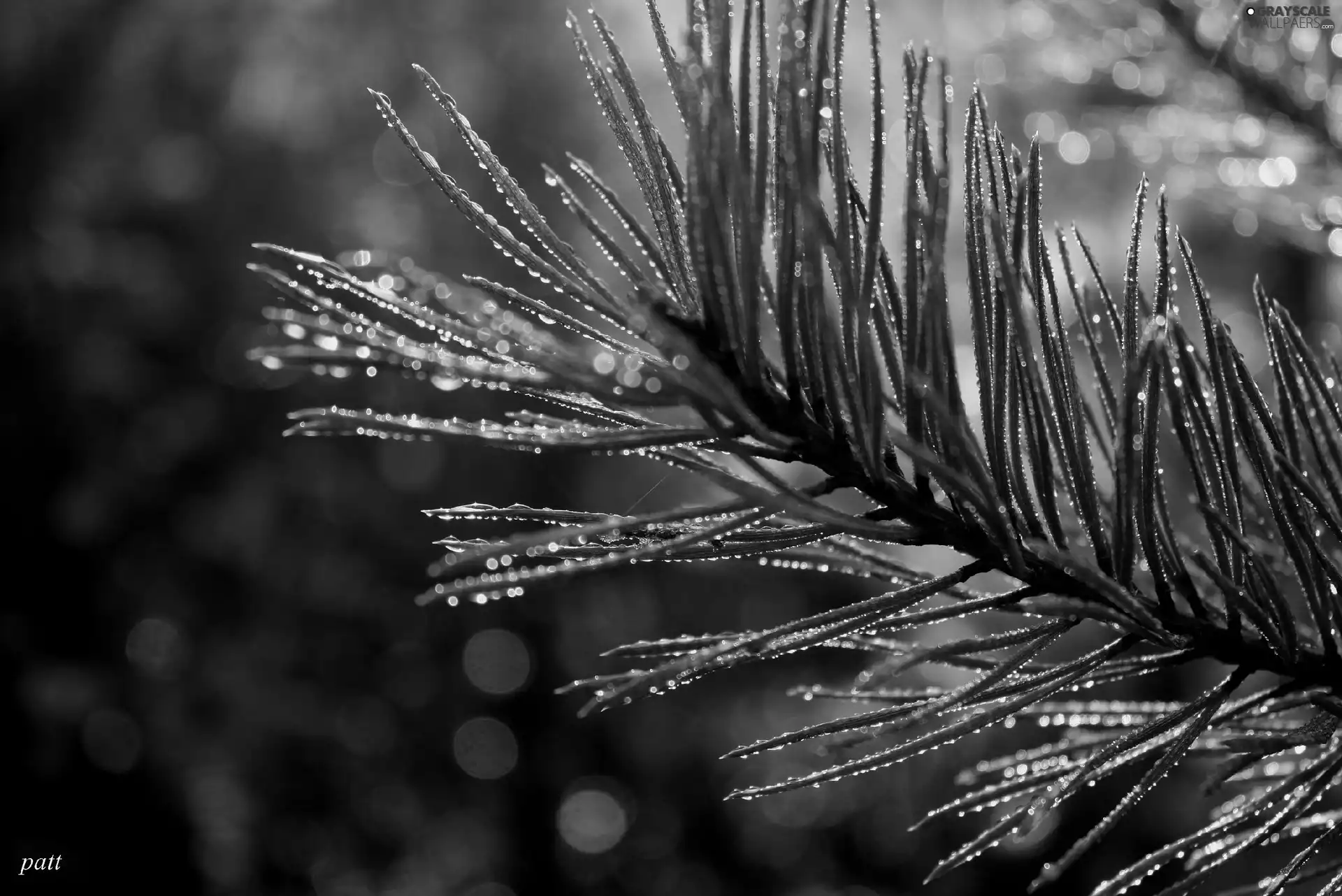 Rosy, trees, pine, drops, branch