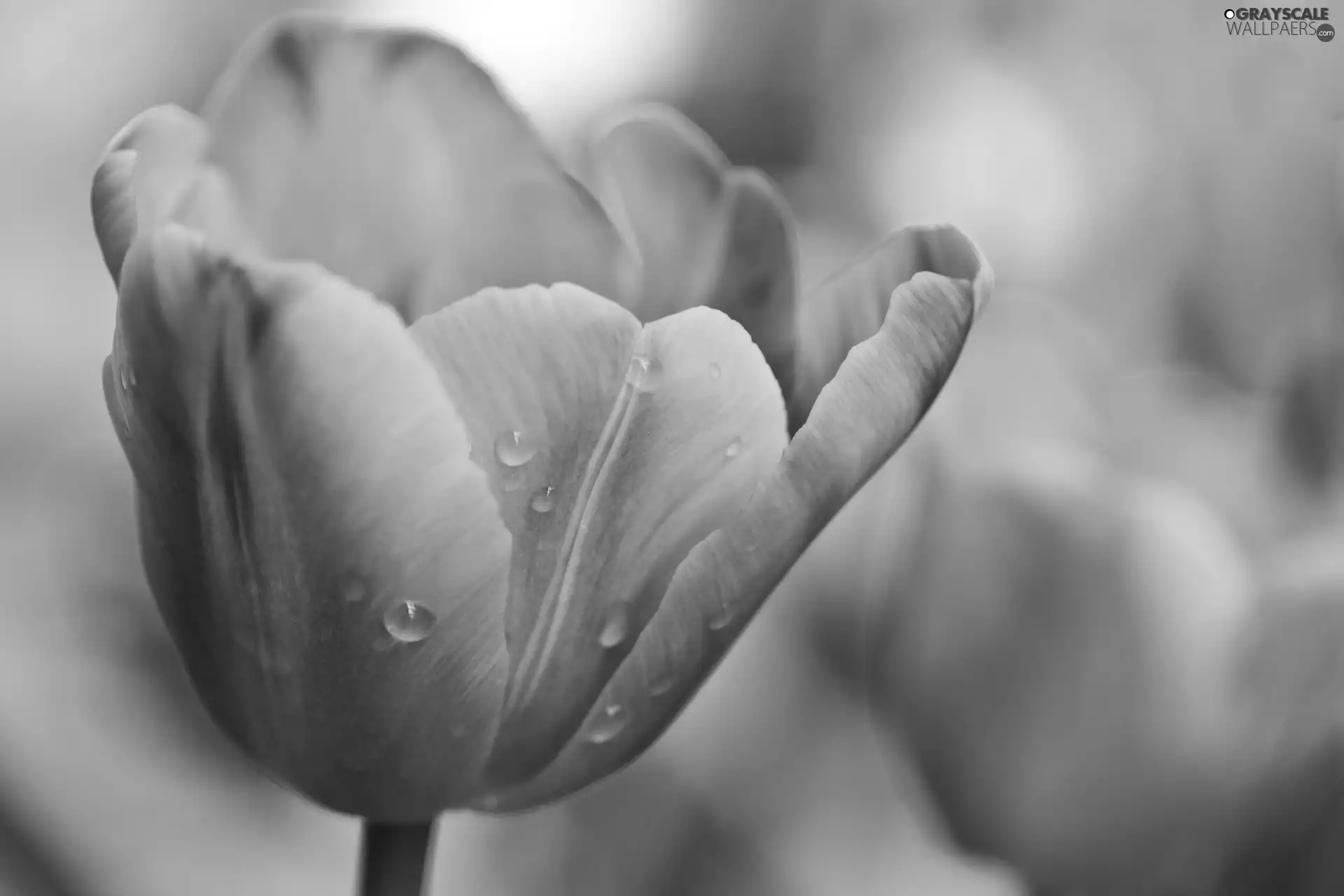 Yellow, drops, Rosy, tulip