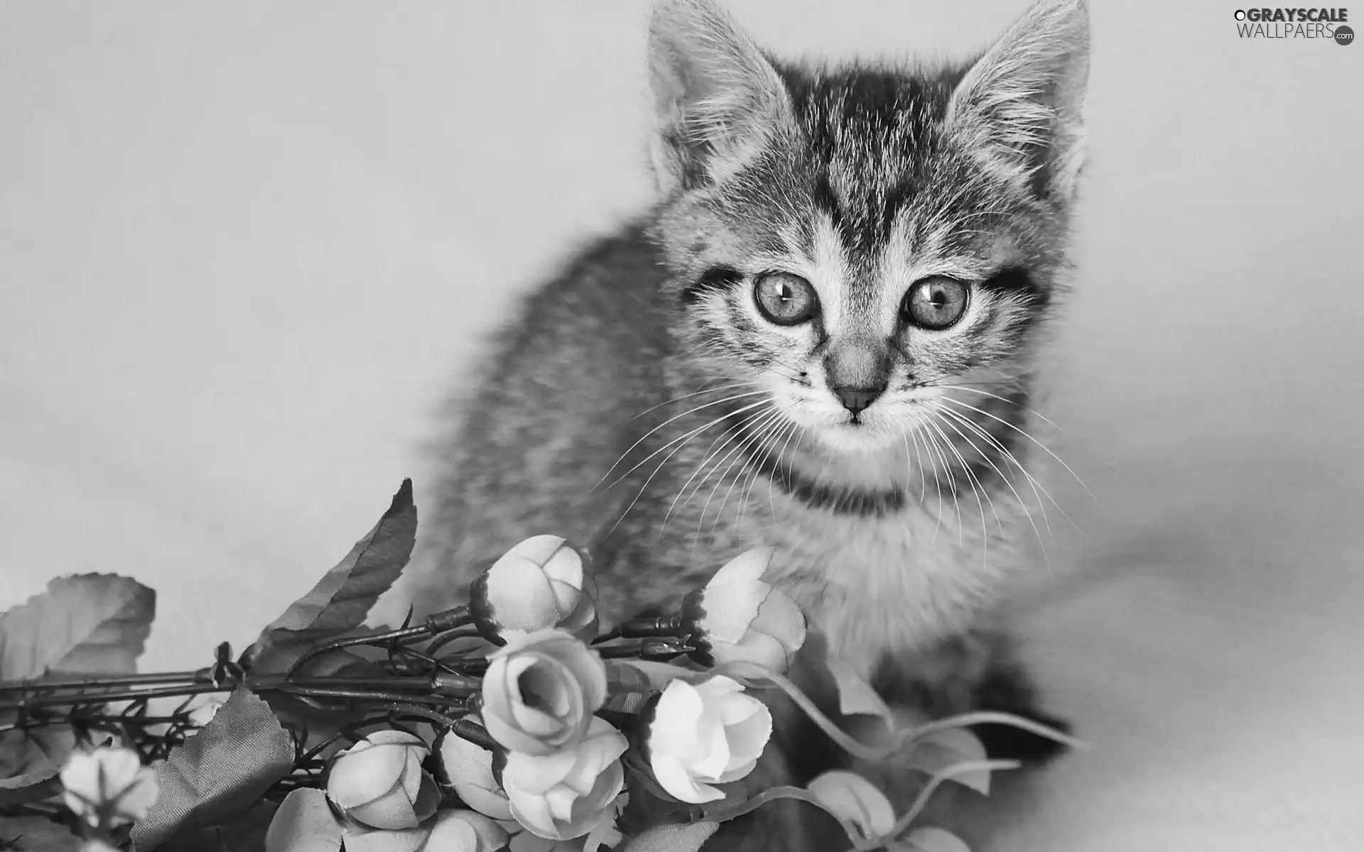 rouge, cat, bouquet