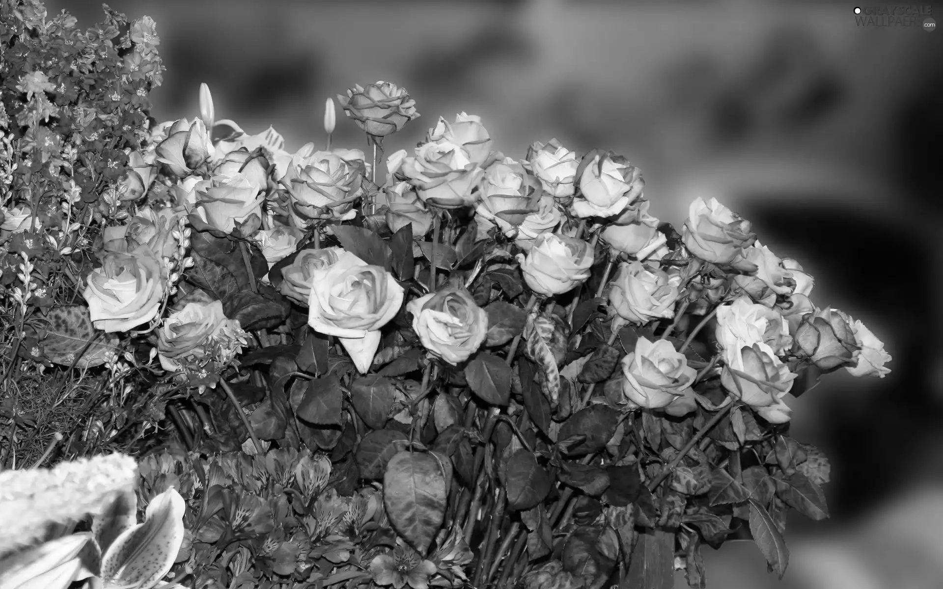 Flowers, Colorful, rouge, bouquet