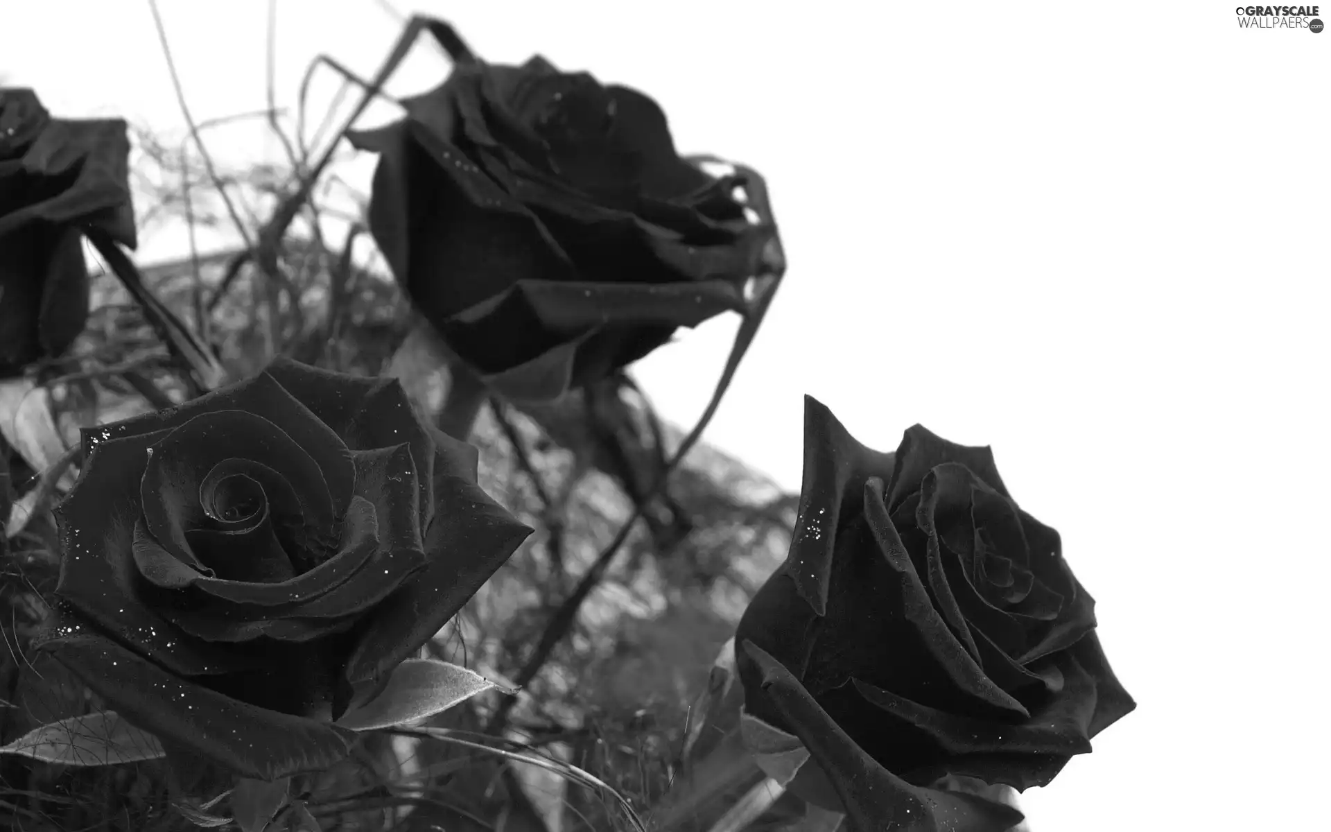 rouge, bunch, red