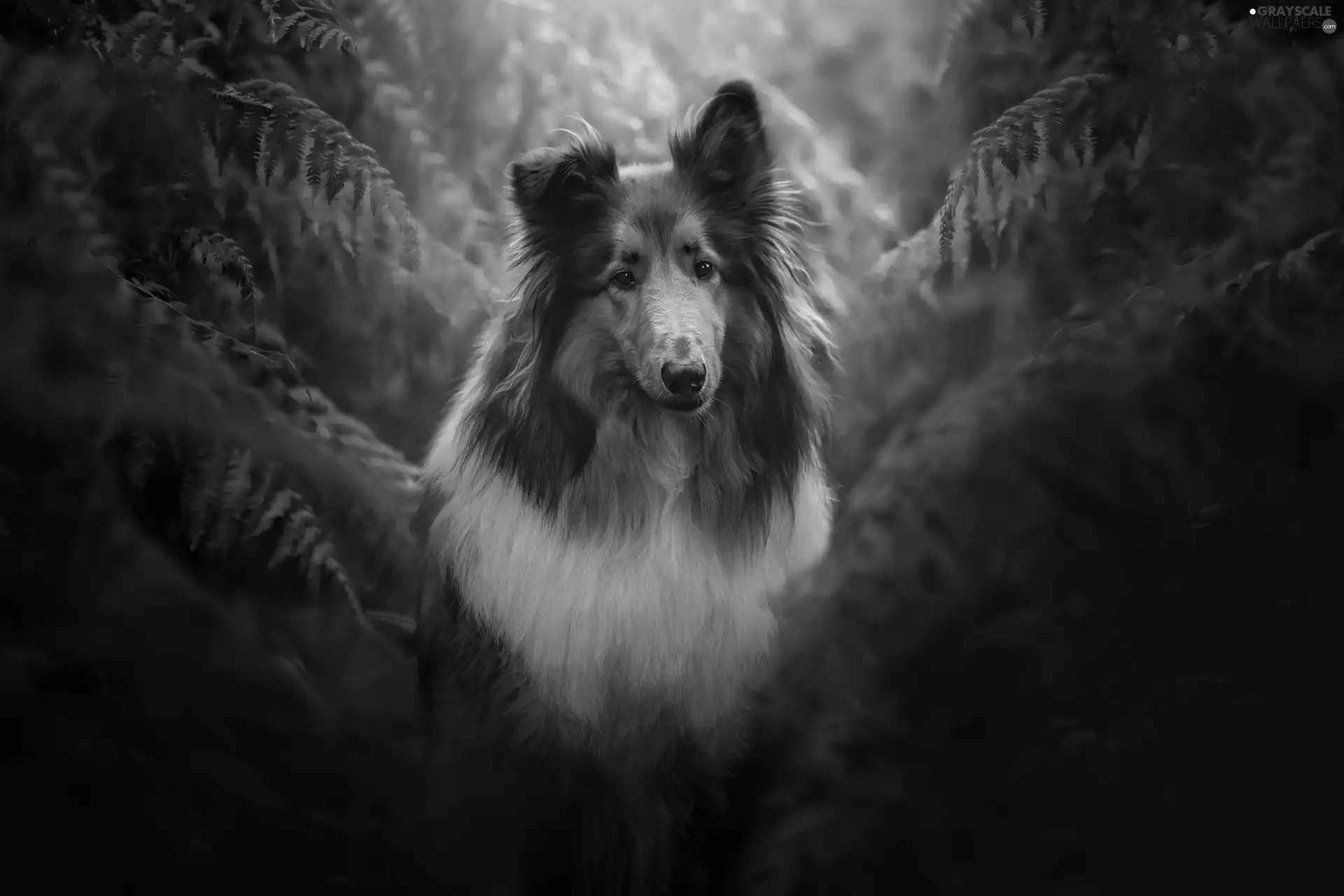 fern, dog, Collie rough