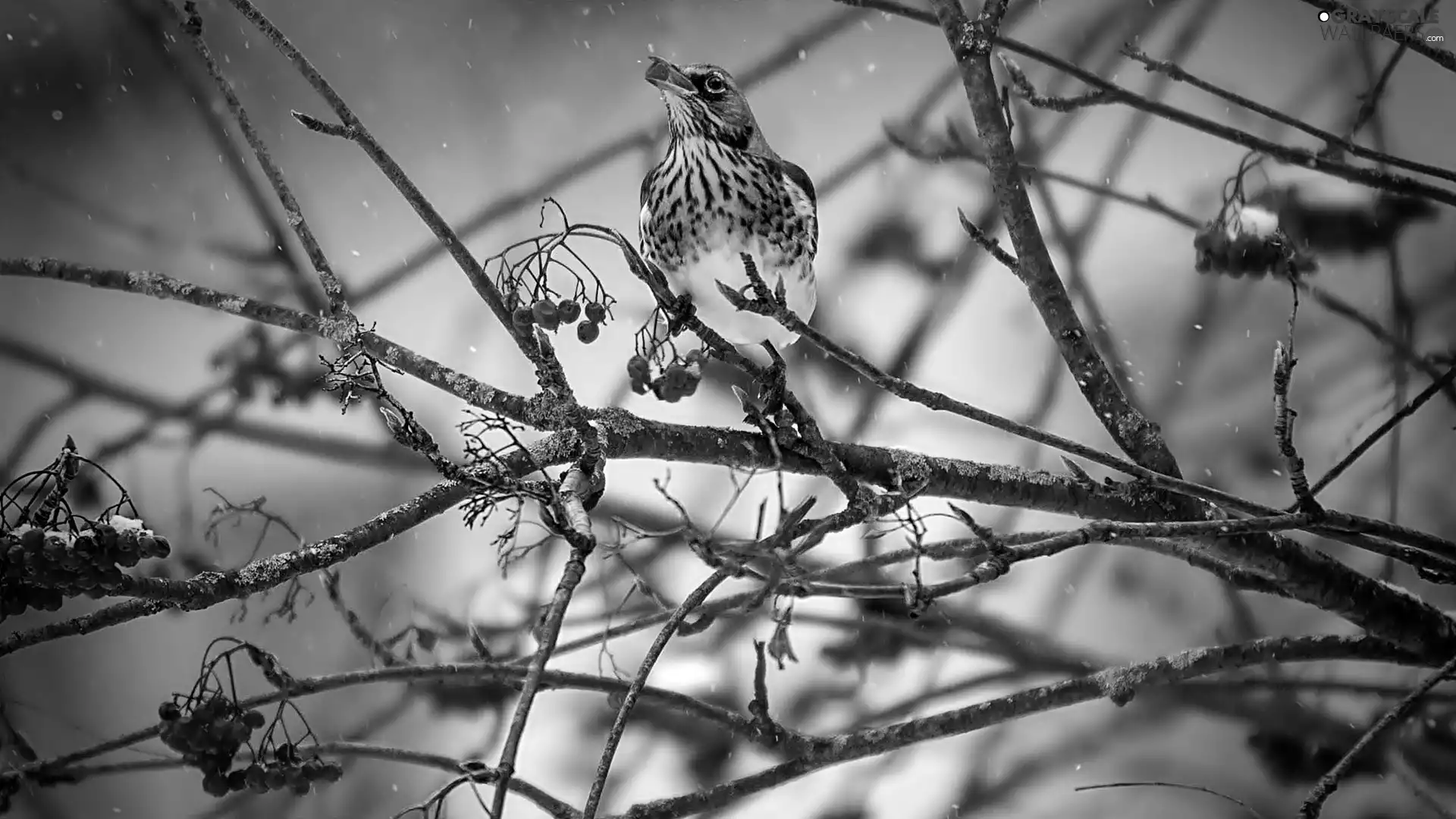 rowan, Bird, Fruits