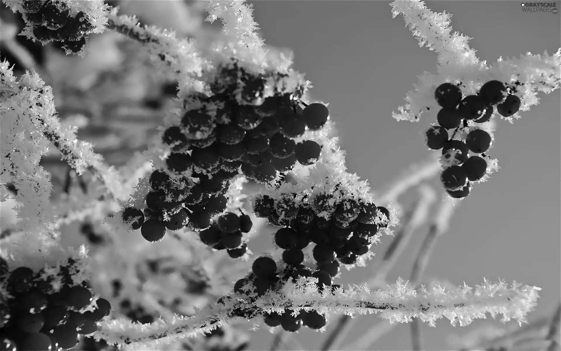 rowan, frosty, Fruits