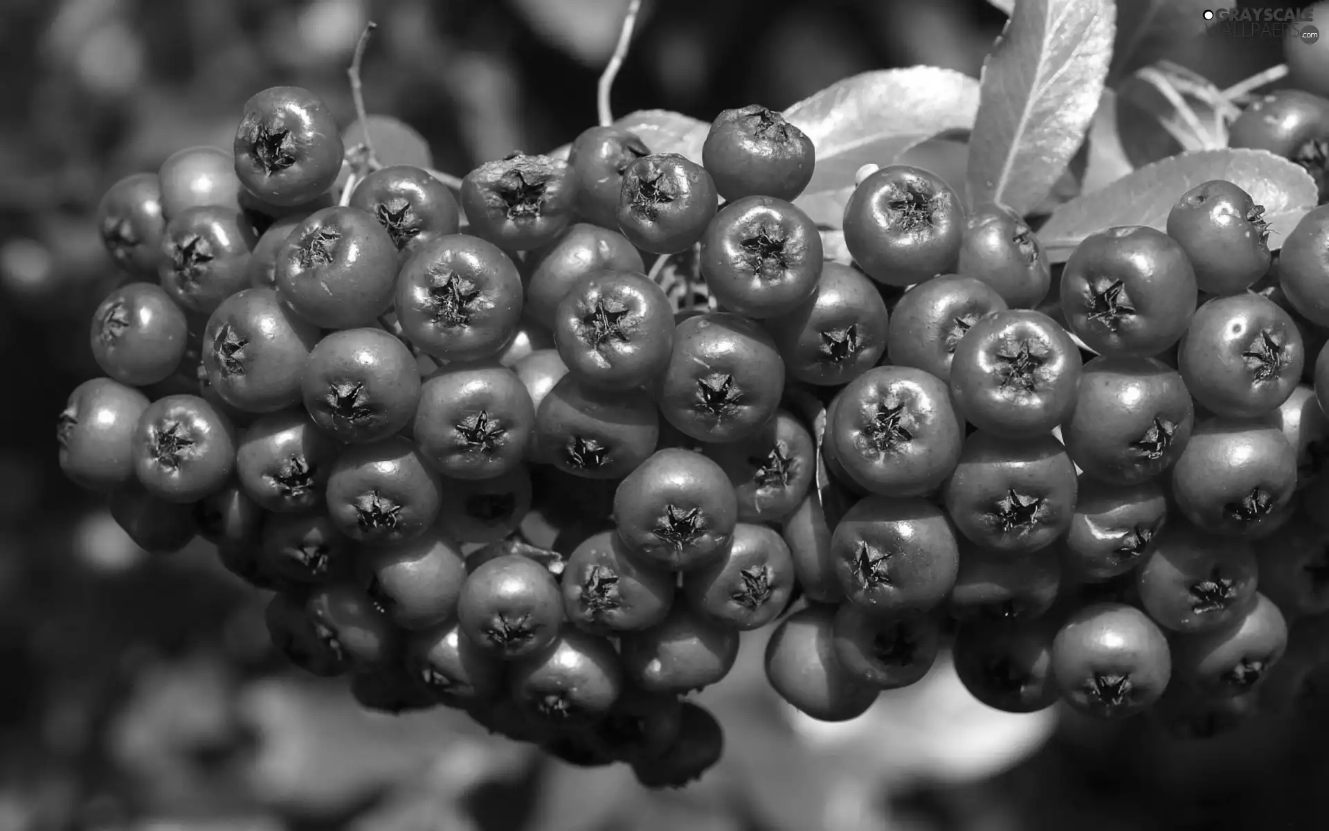 rowan, twig, red