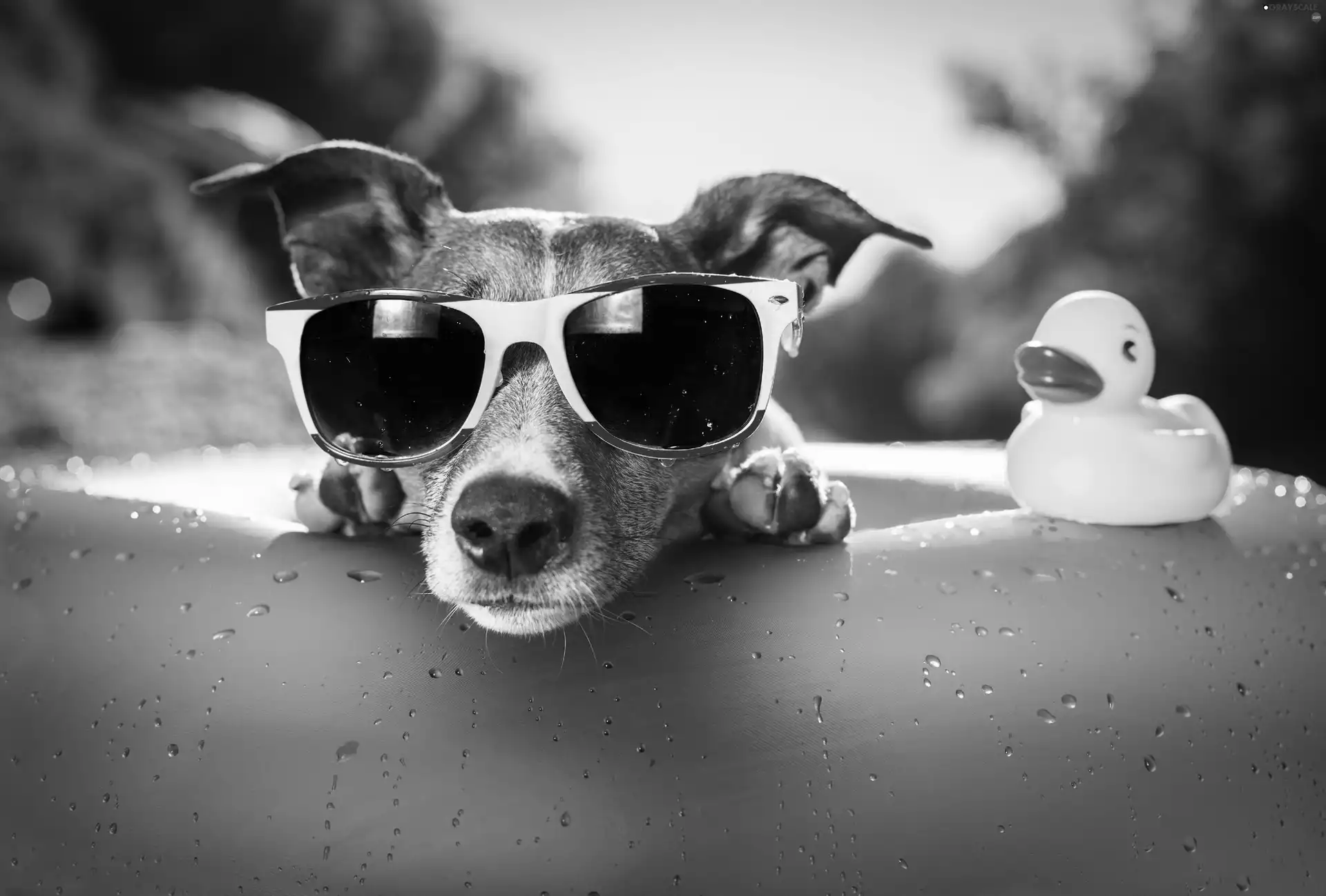 Rubber Swimming-pool and Duck, dog, Glasses