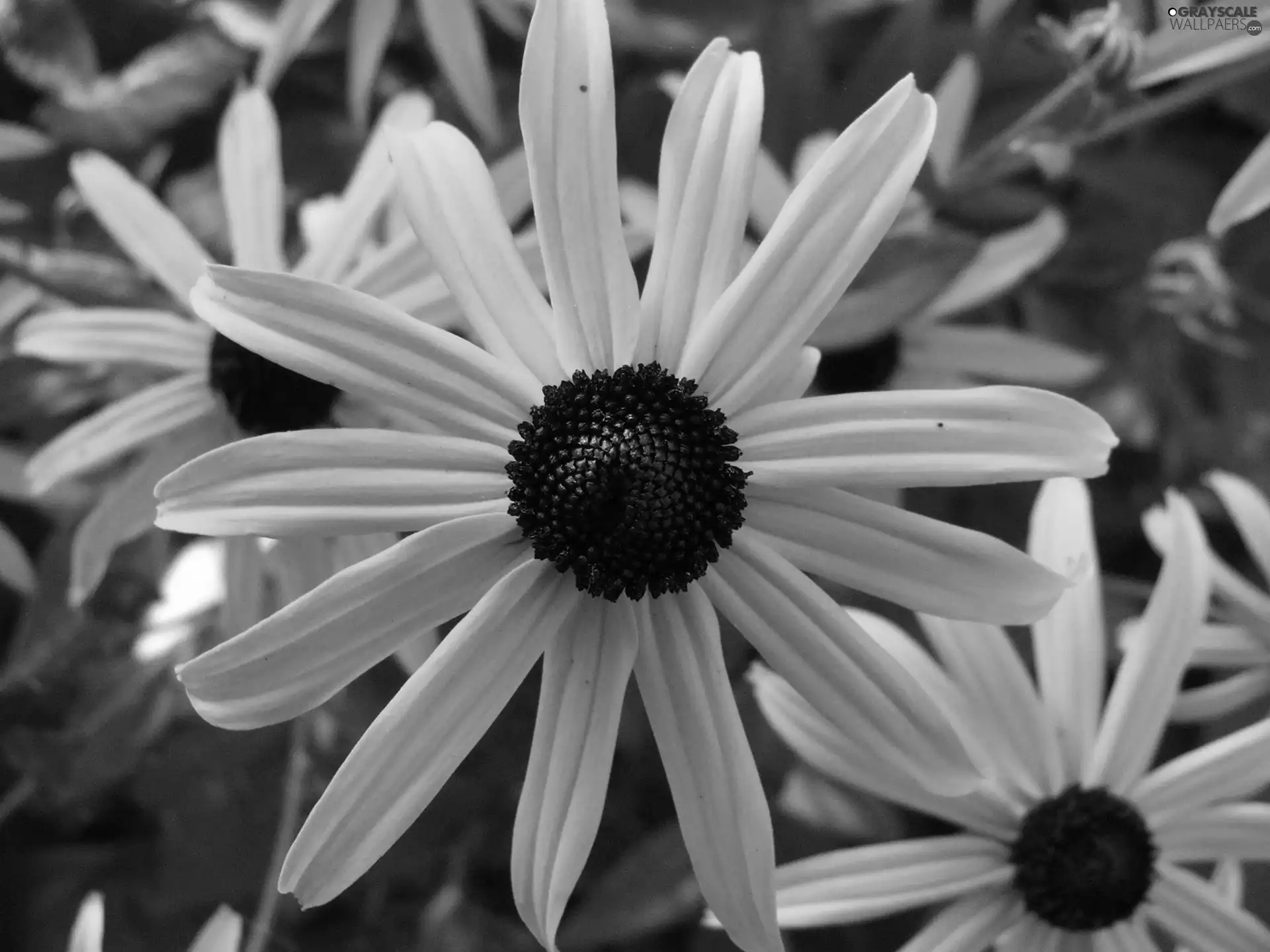 Rudbeckia brilliant