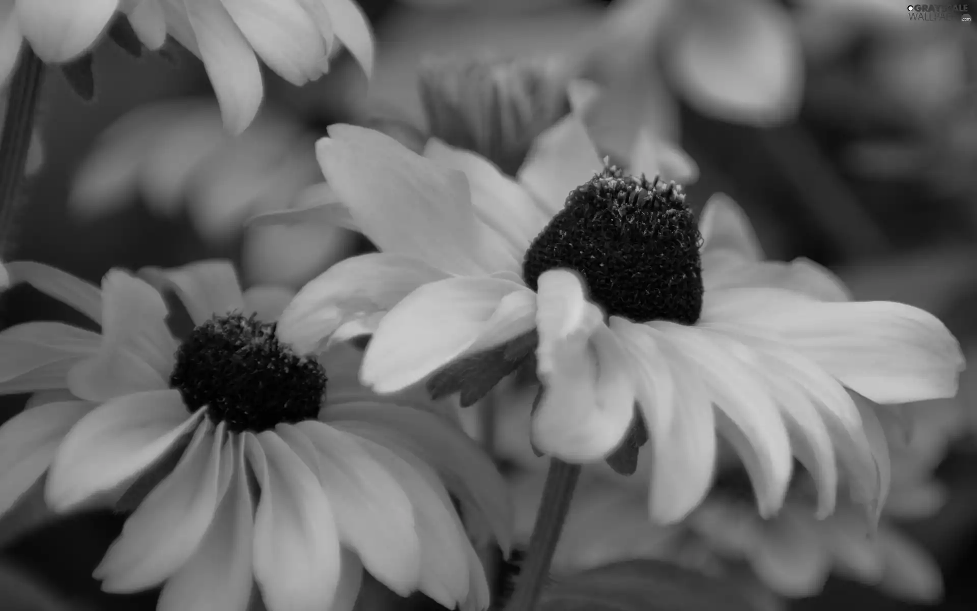 Rudbeckia brilliant