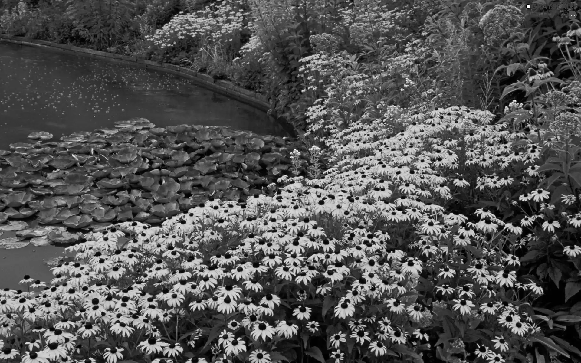 Nenufary, Flowers, Rudbeckia brilliant
