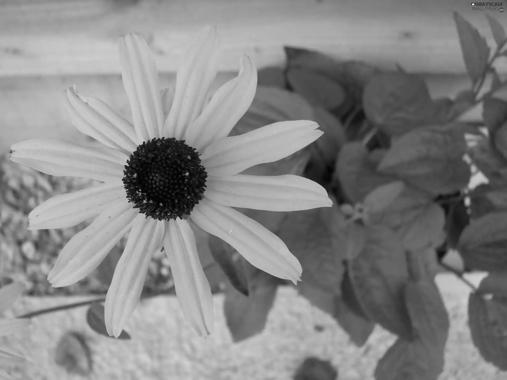 Rudbeckia brilliant, Rudbeckia fulgida