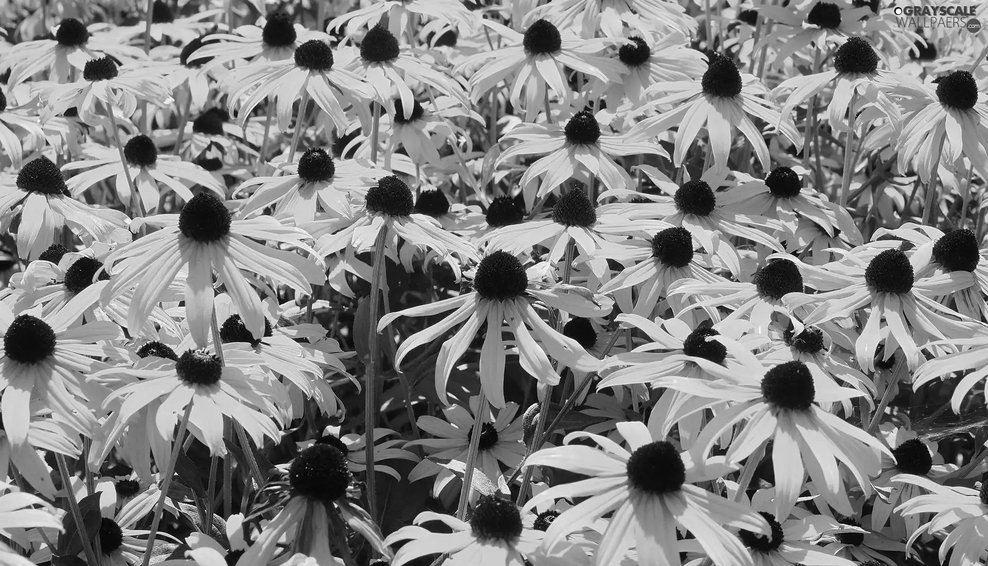 Rudbeckia, Flowers, Yellow