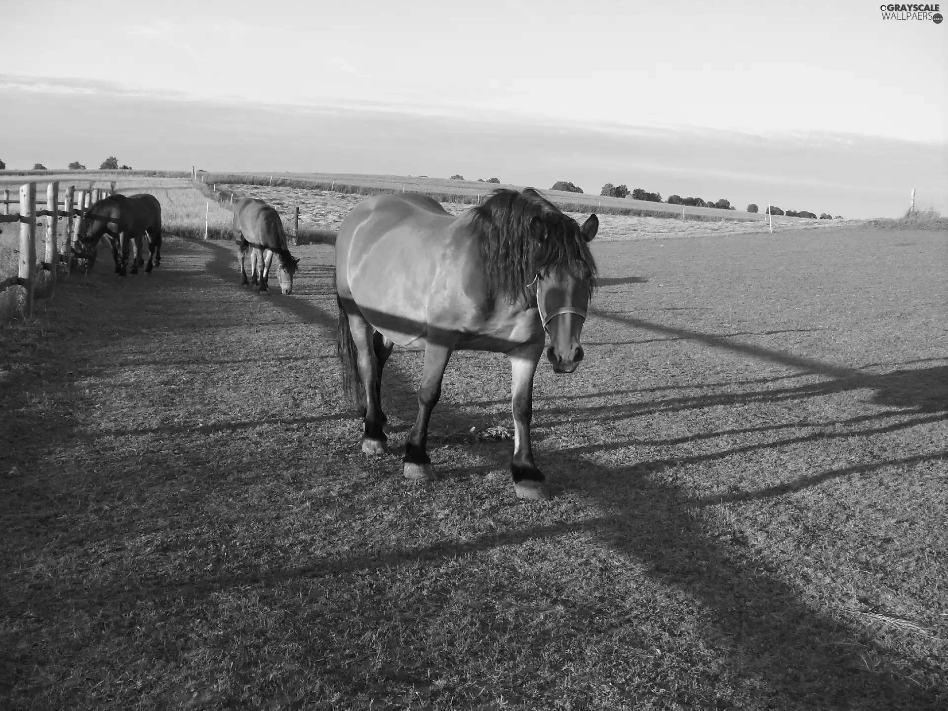 run, Three, bloodstock