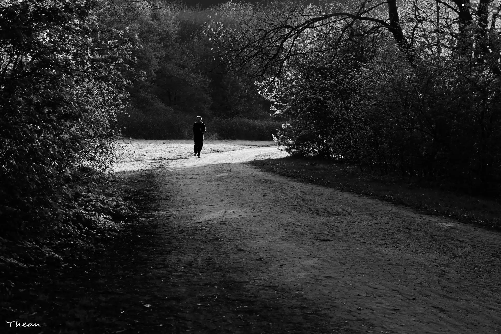 Path, viewes, runner, trees