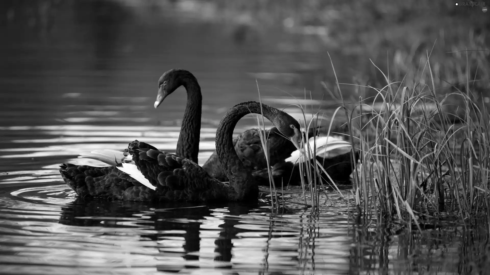 Black, water, rushes, Swan