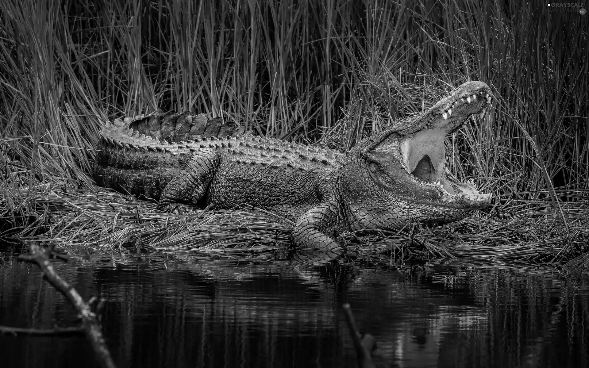 Crocodile, water, rushes, mouth