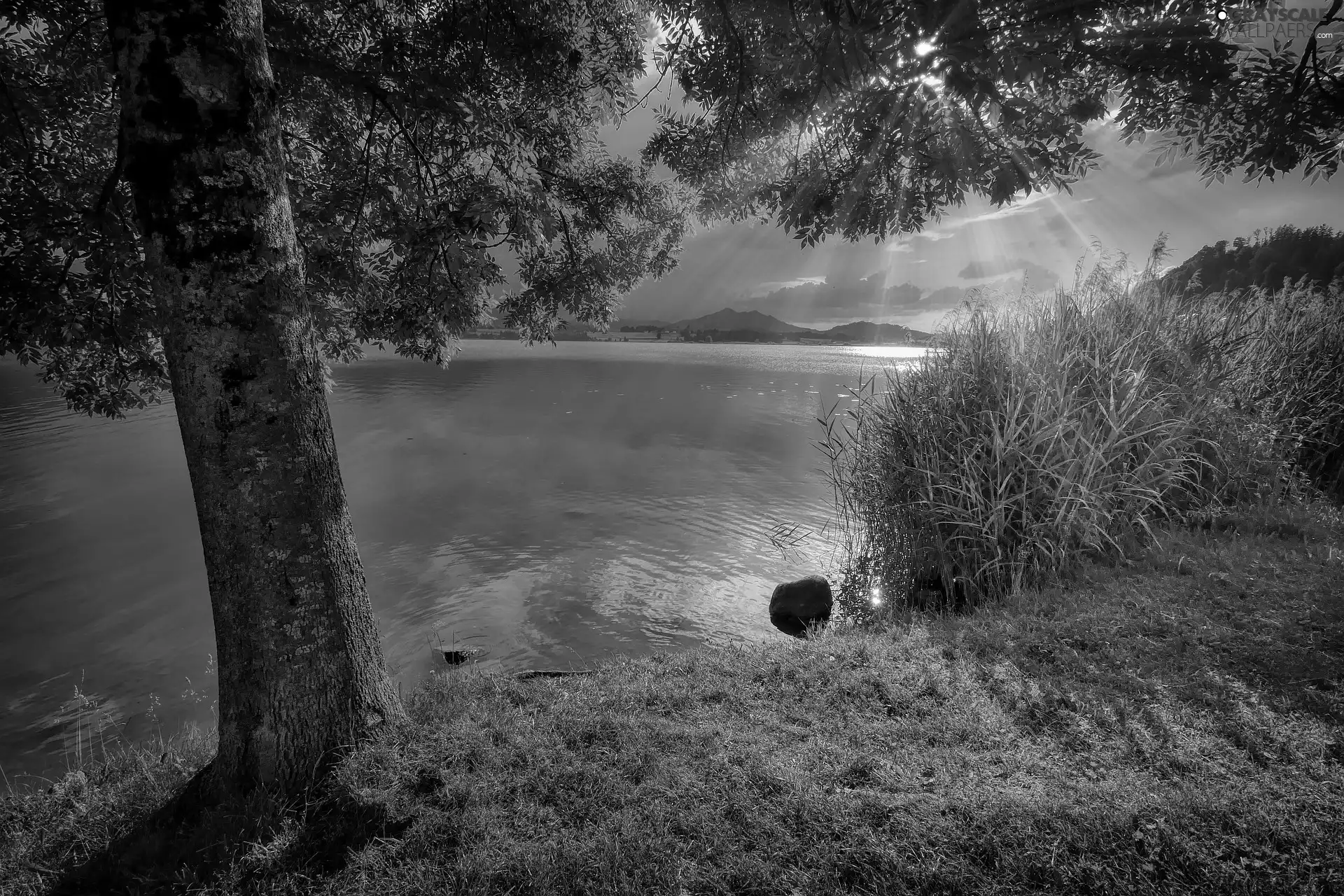 rushes, coast, rays of the Sun, trees, lake, grass, evening