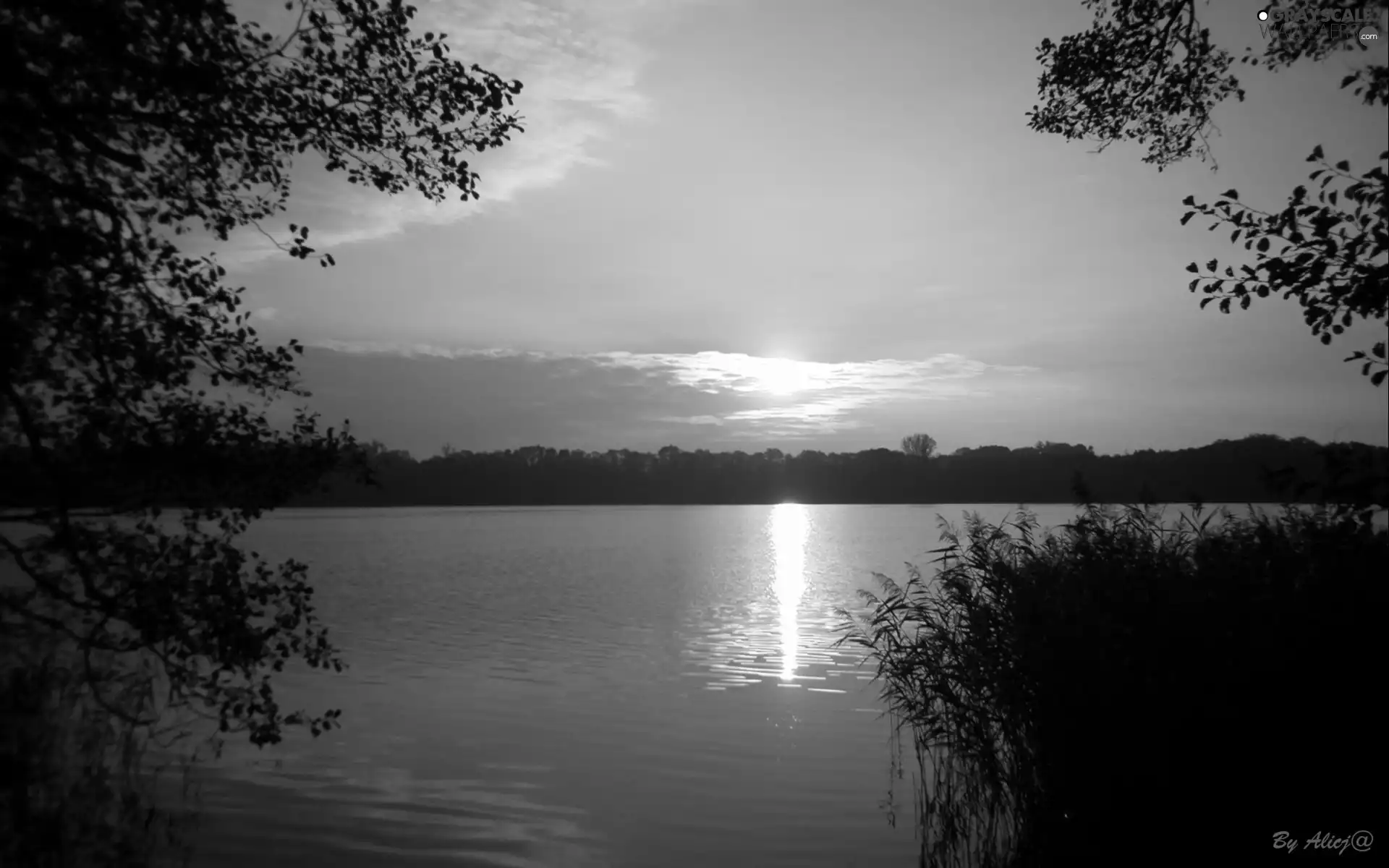 lake, sun, rushes, west