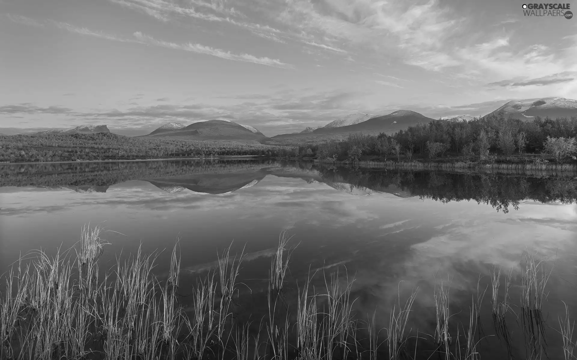 lake, viewes, rushes, trees