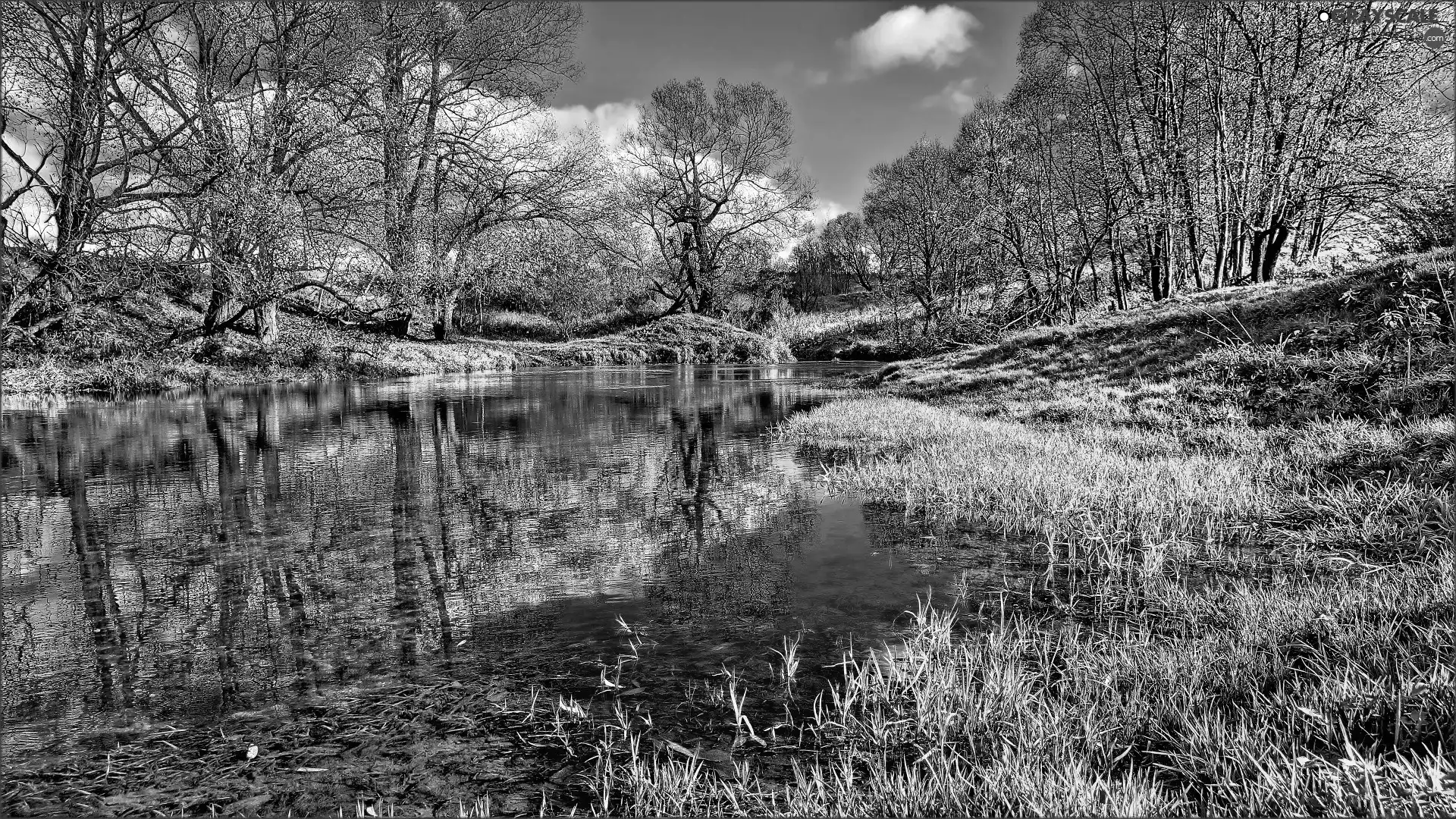 rushes, Spring, trees, viewes, River