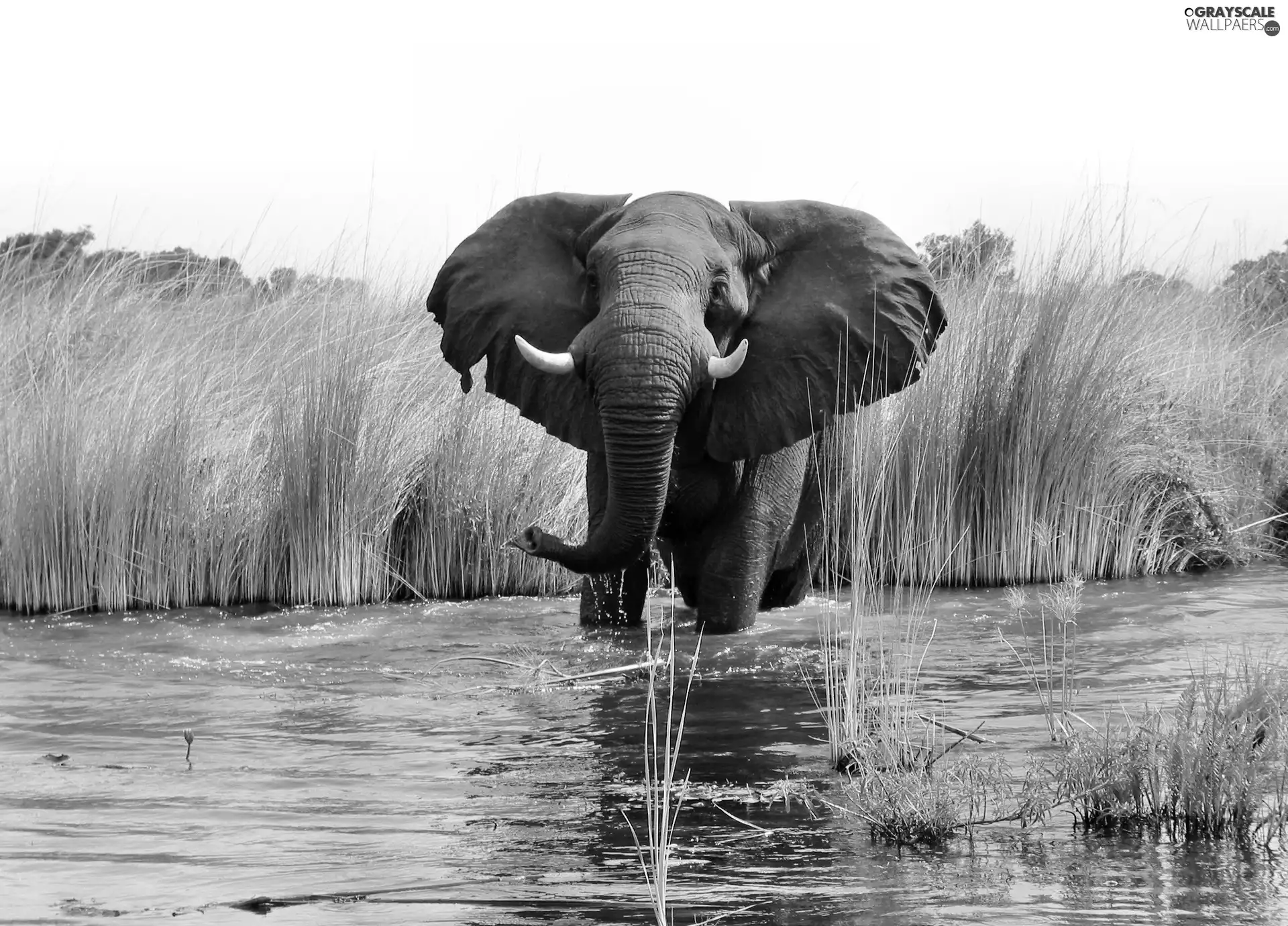 rushes, Elephant, water