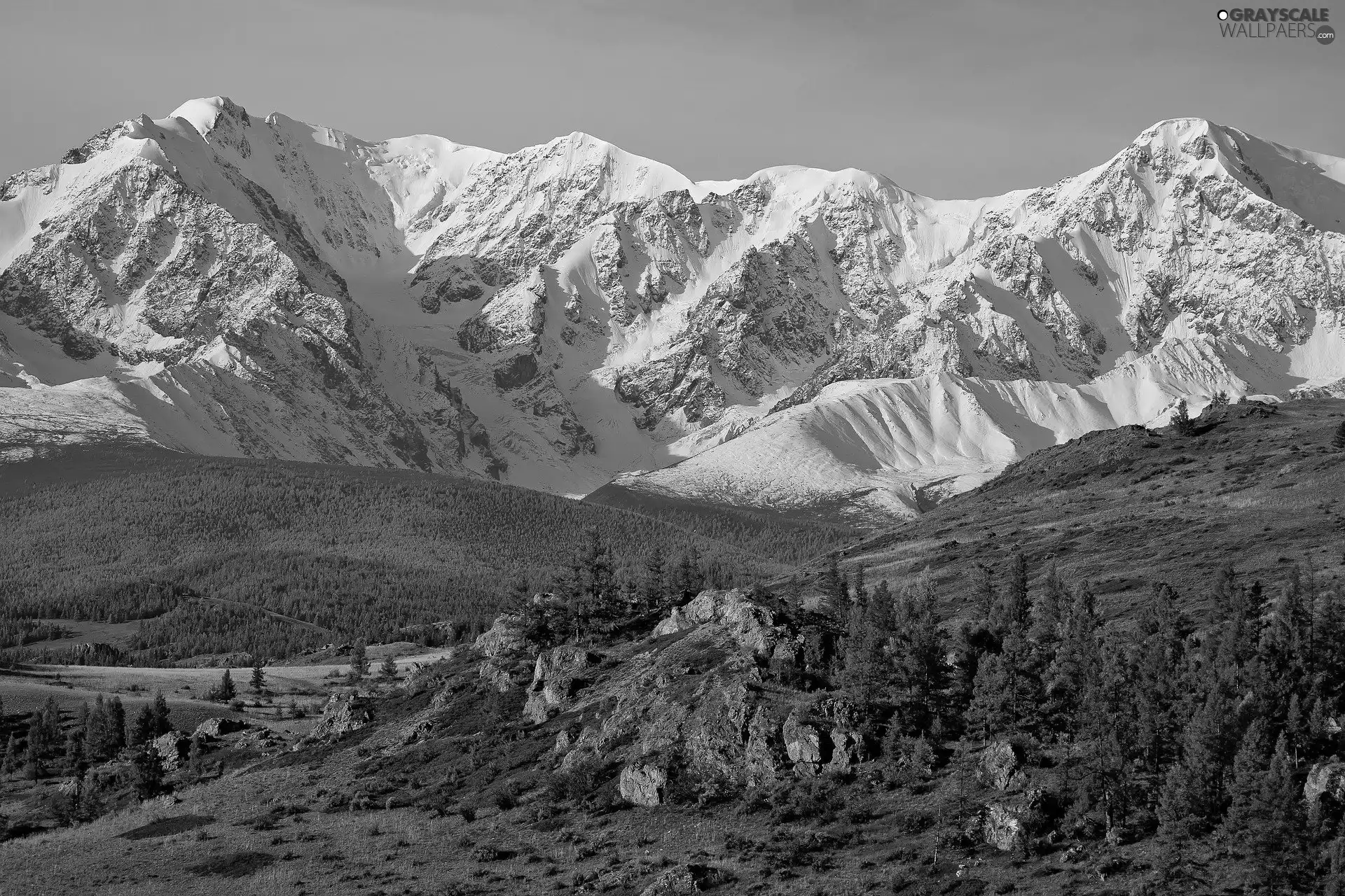 forest, Russia, Mountains, Altai, Snowy