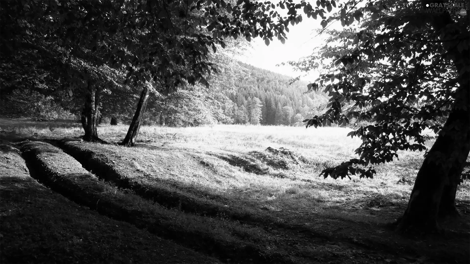 trees, morning, ruts, viewes