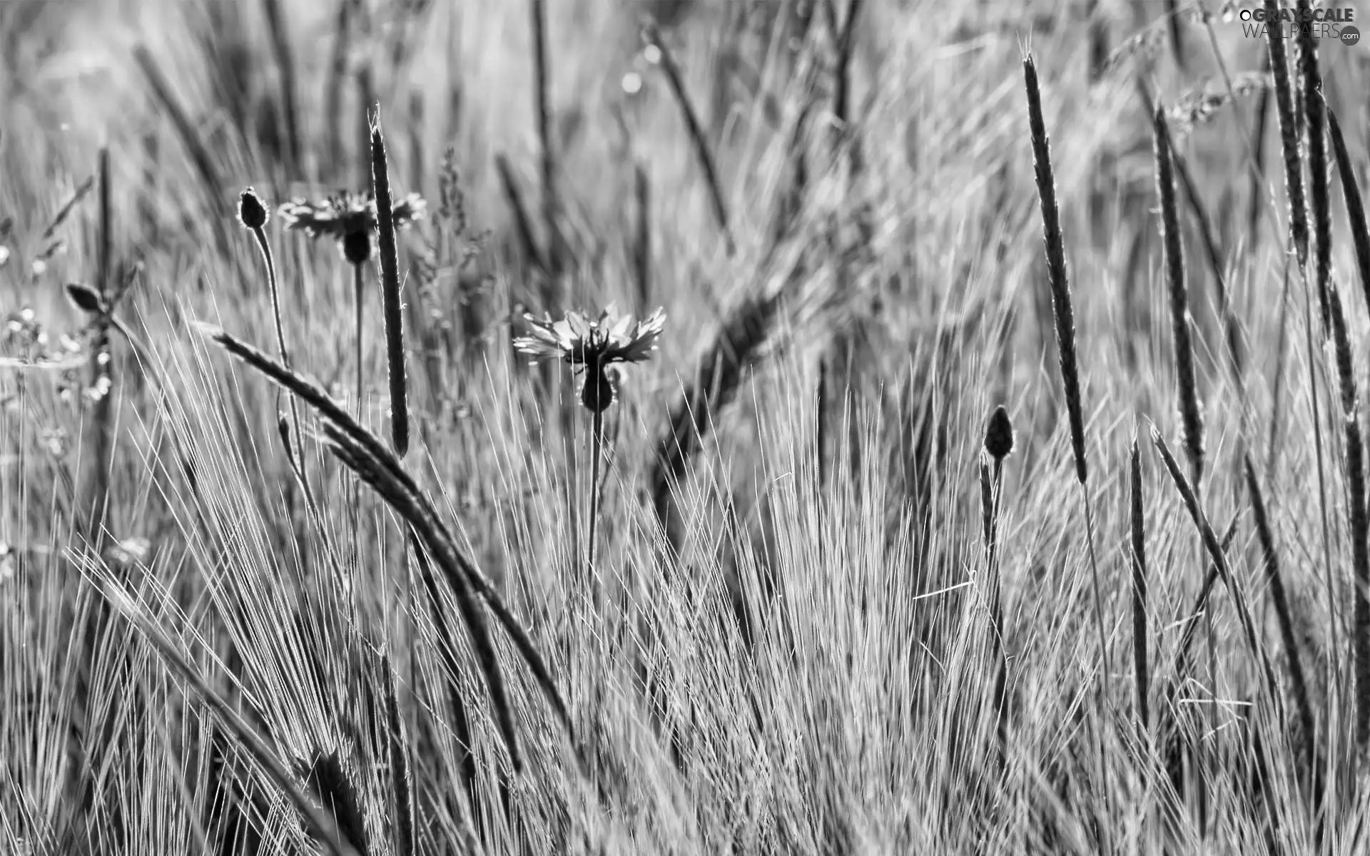Blue, Ears, rye, cornflowers